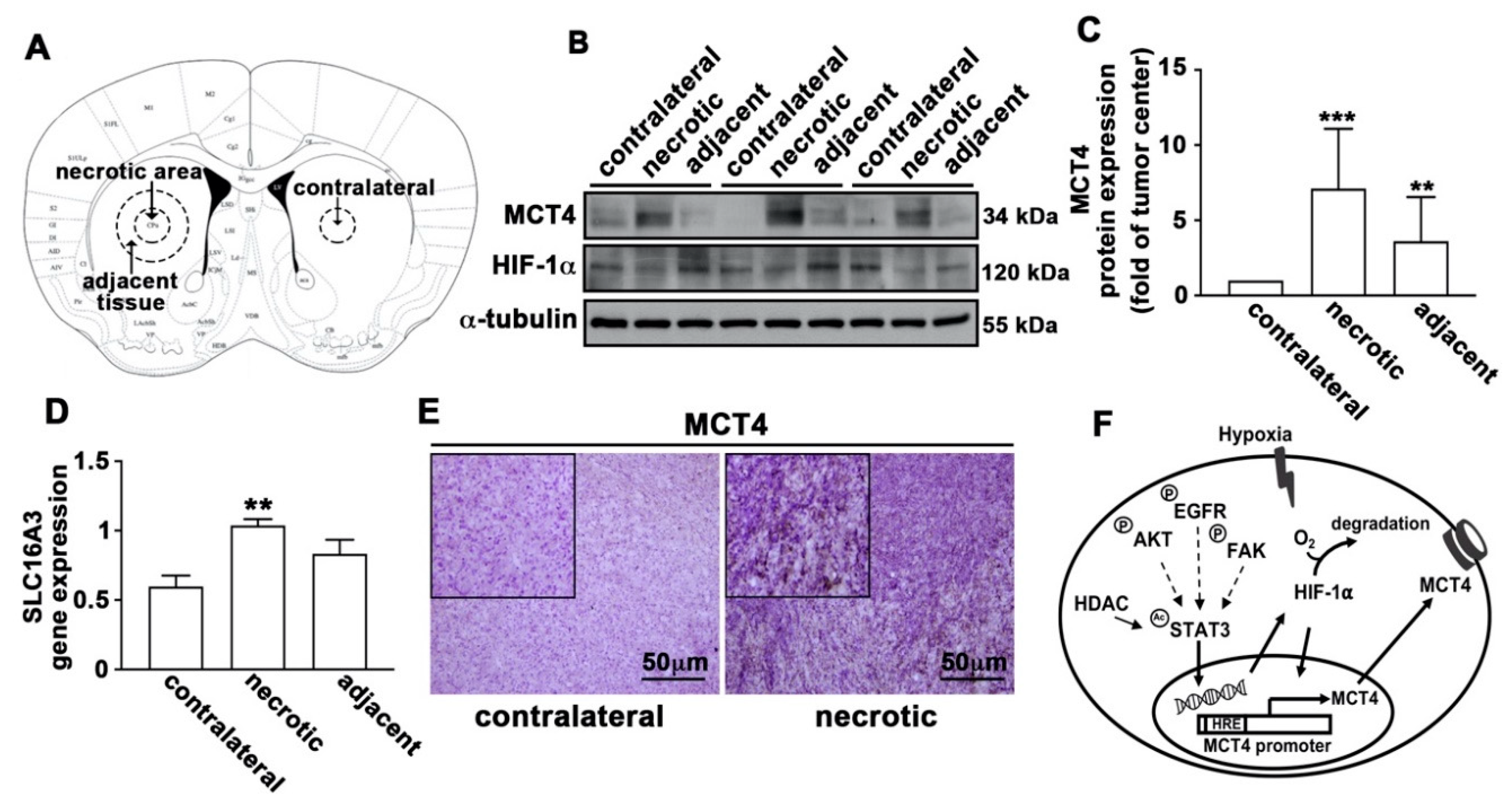 Cancers 12 00380 g009