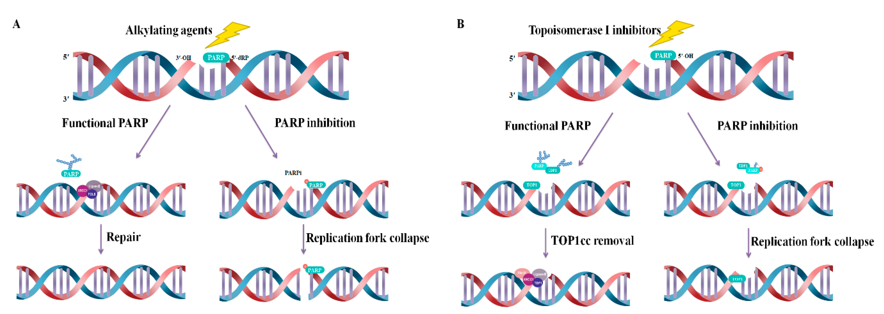 Cancers 12 00394 g003