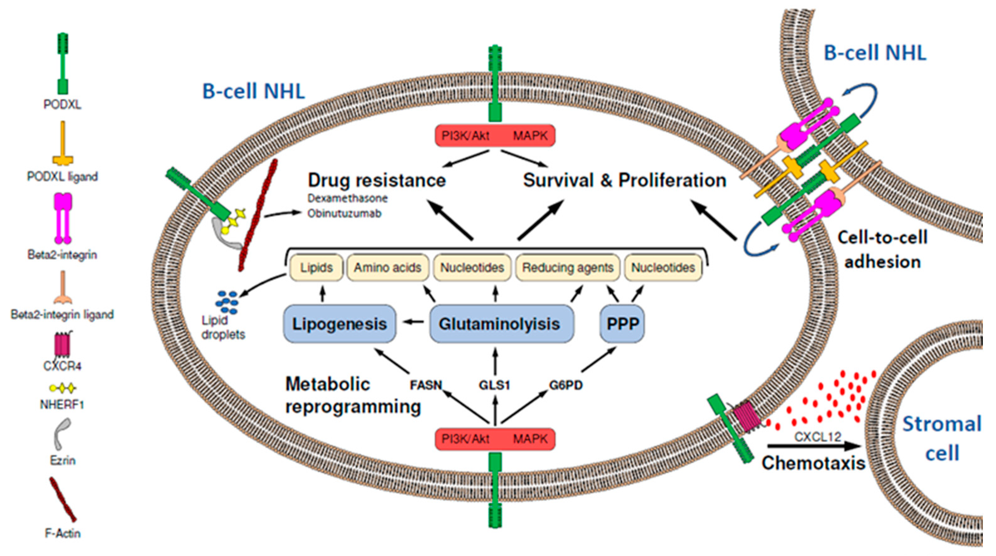 Cancers 12 00396 g001