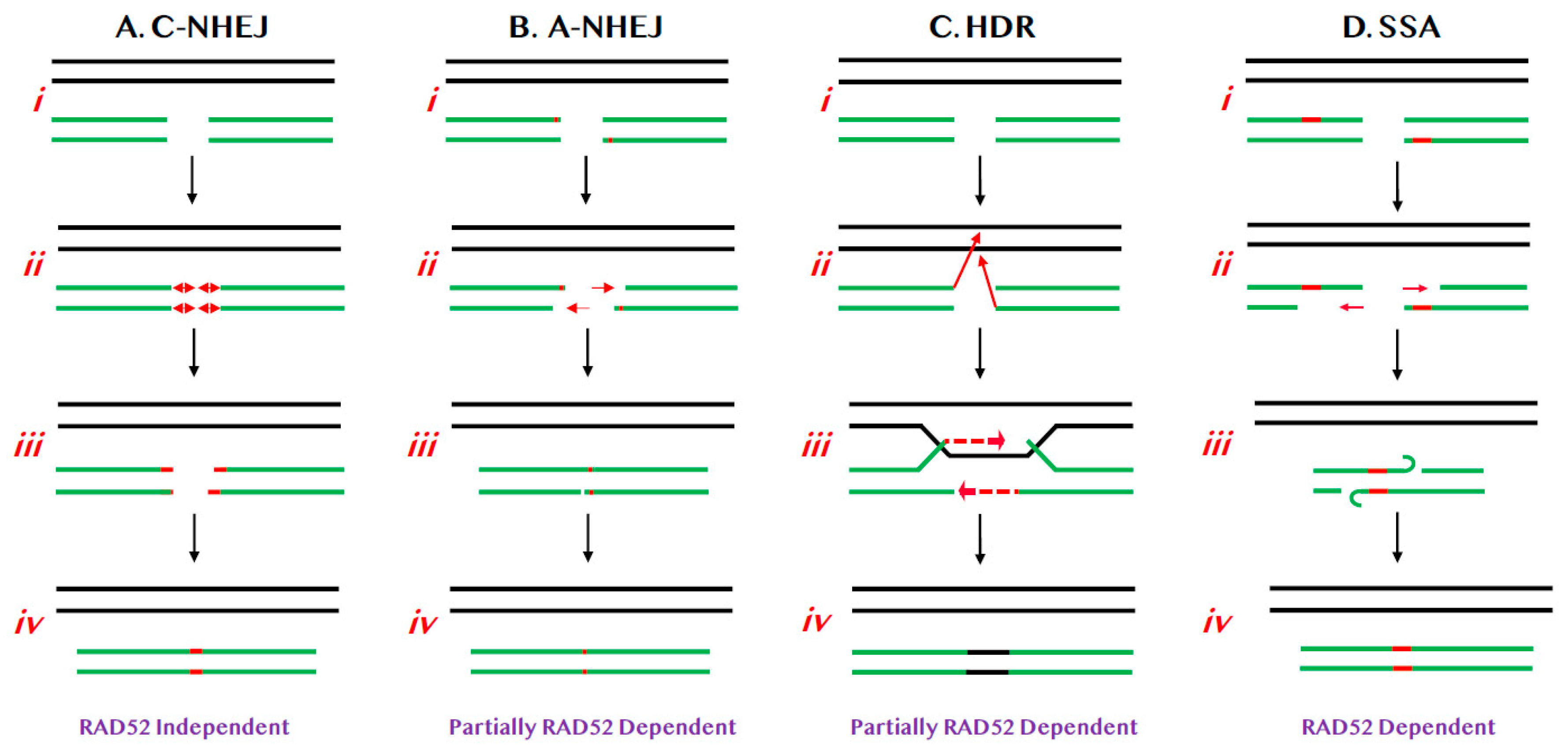 Cancers 12 00399 g001