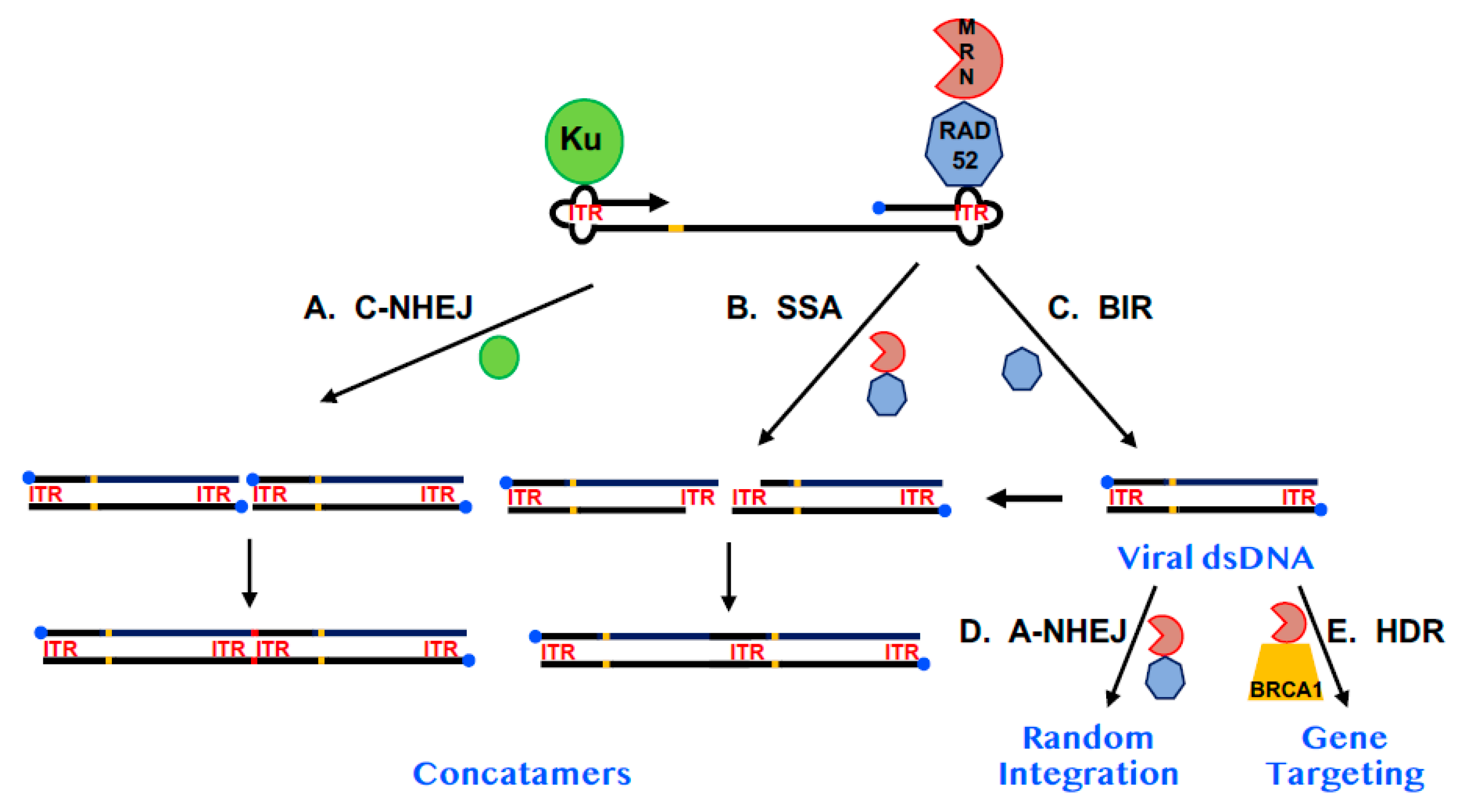 Cancers 12 00399 g003
