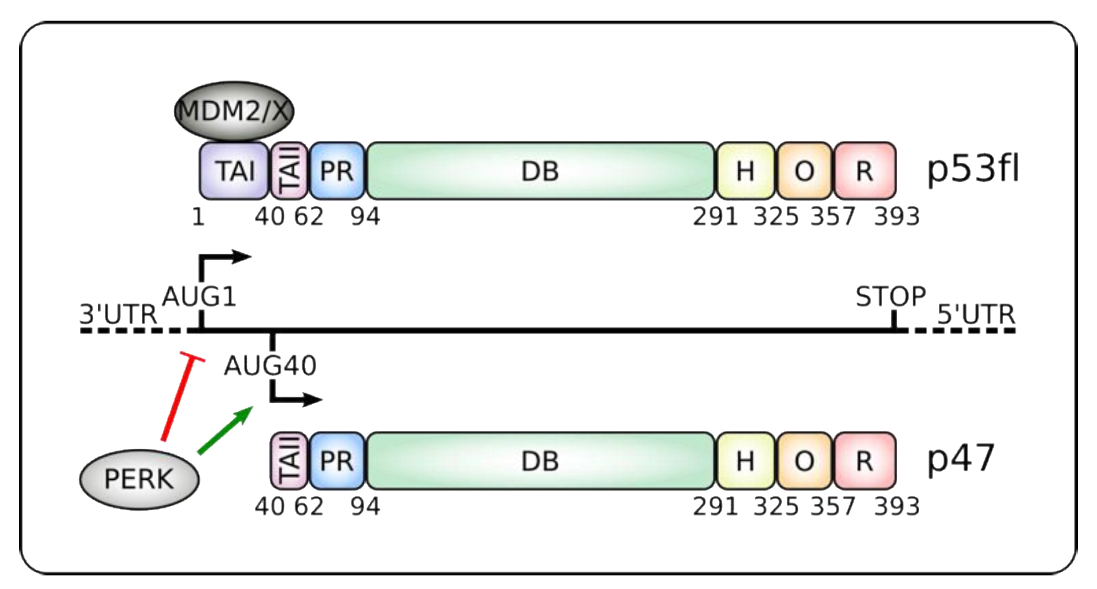 Cancers 12 00401 g001
