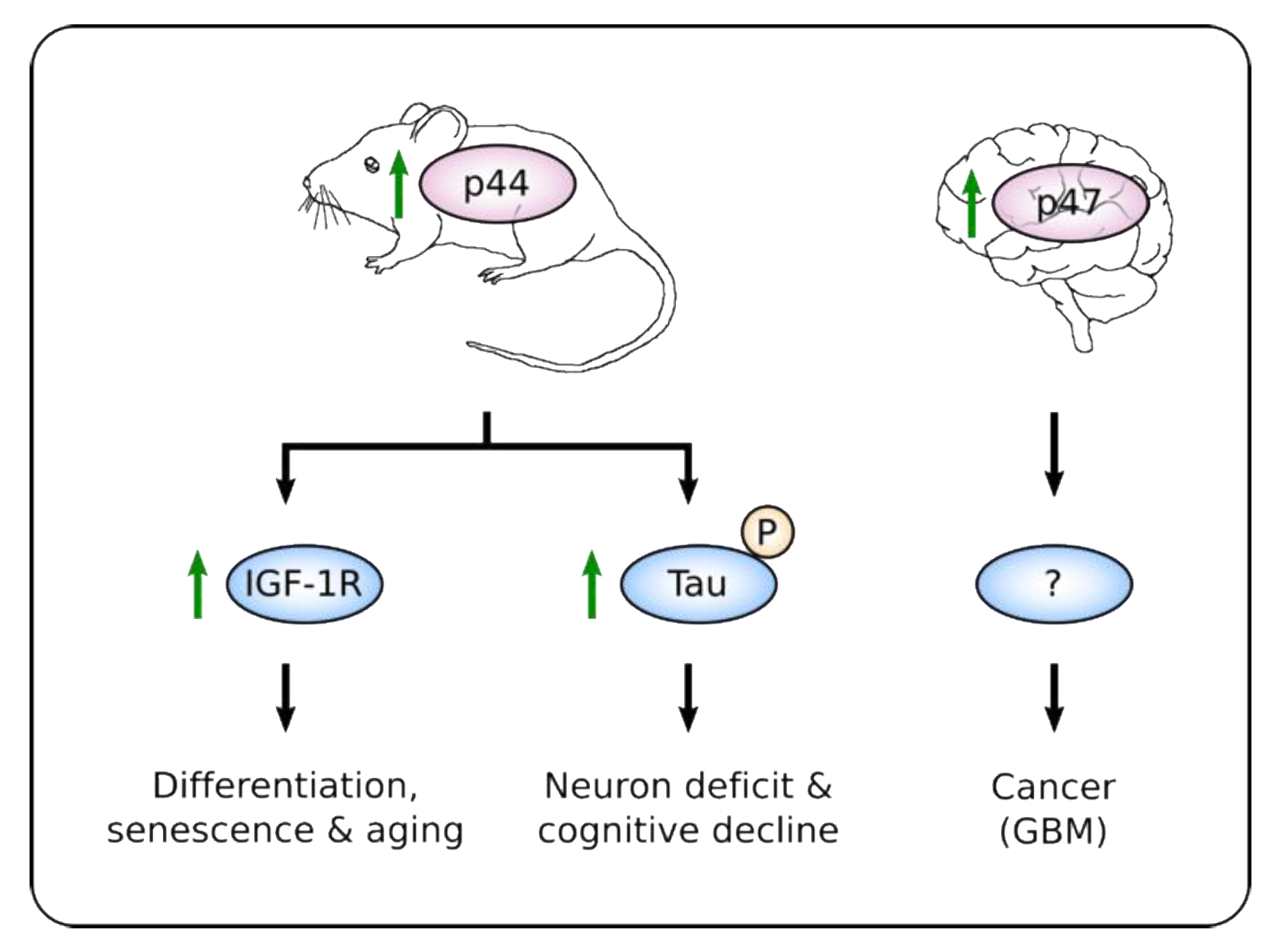 Cancers 12 00401 g002