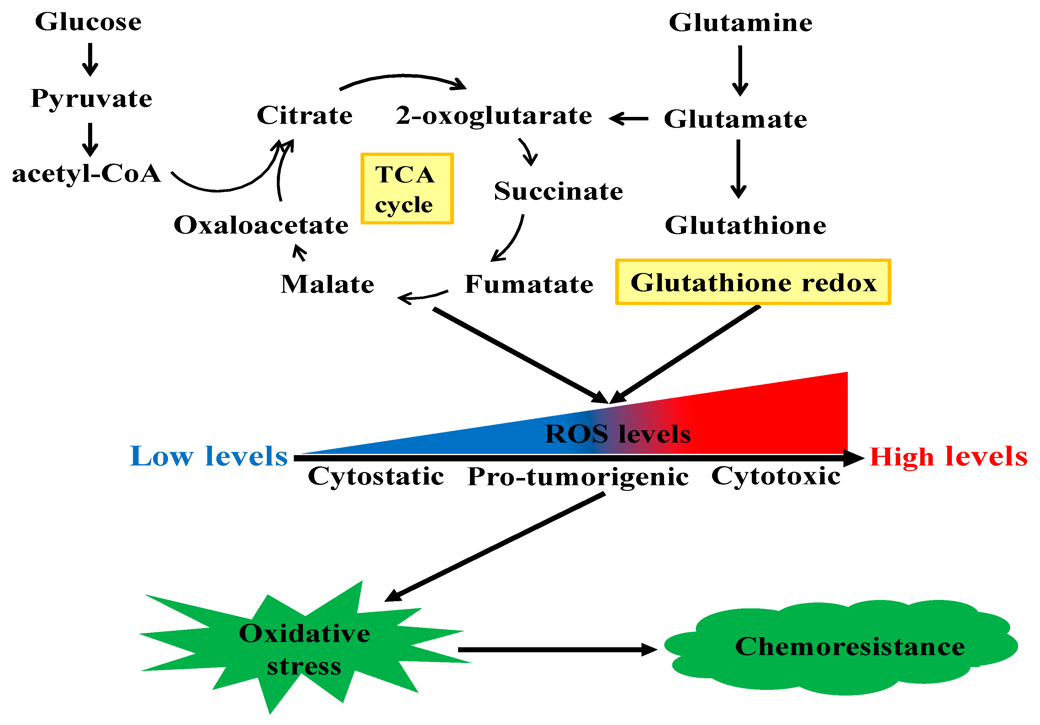 Cancers 12 00404 g002