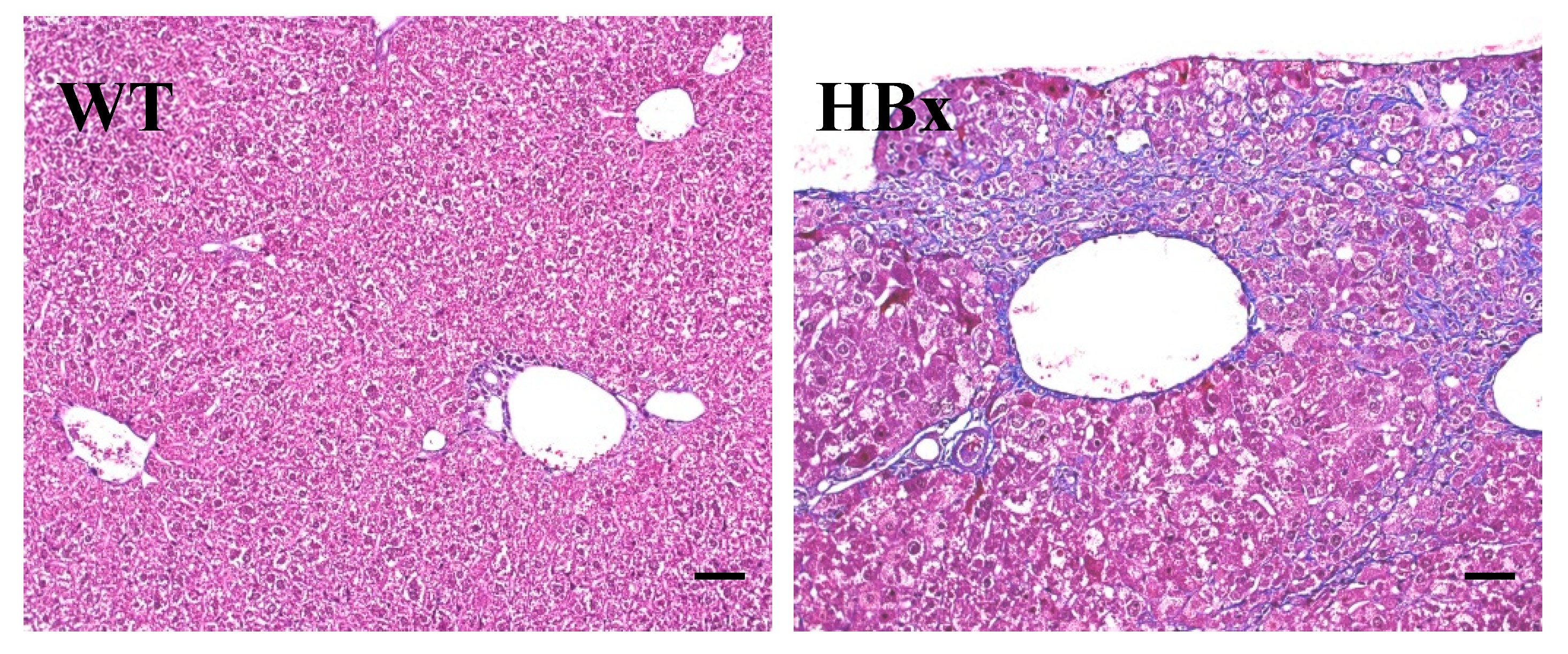 Cancers 12 00409 g003