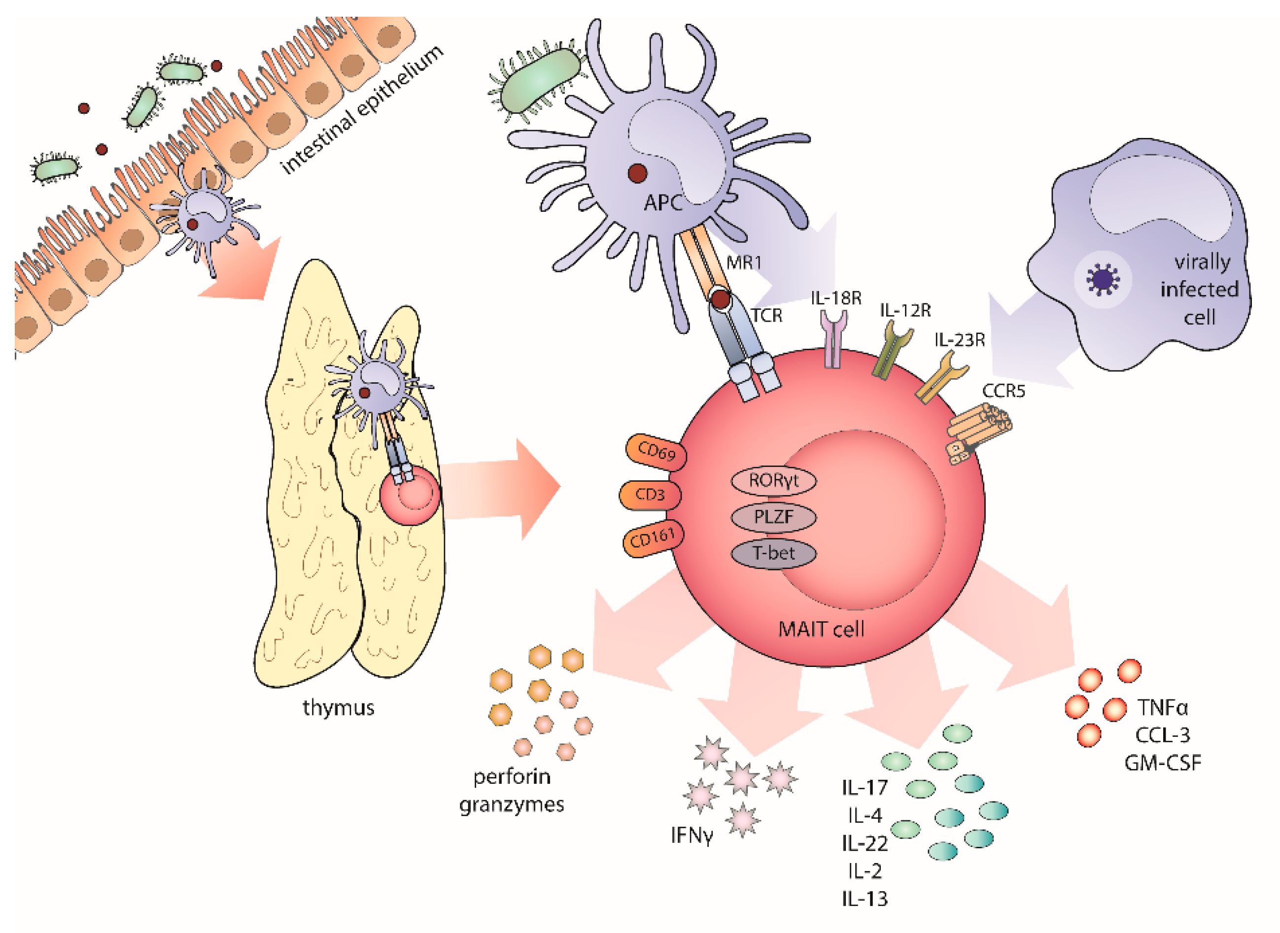 Cancers 12 00413 g001