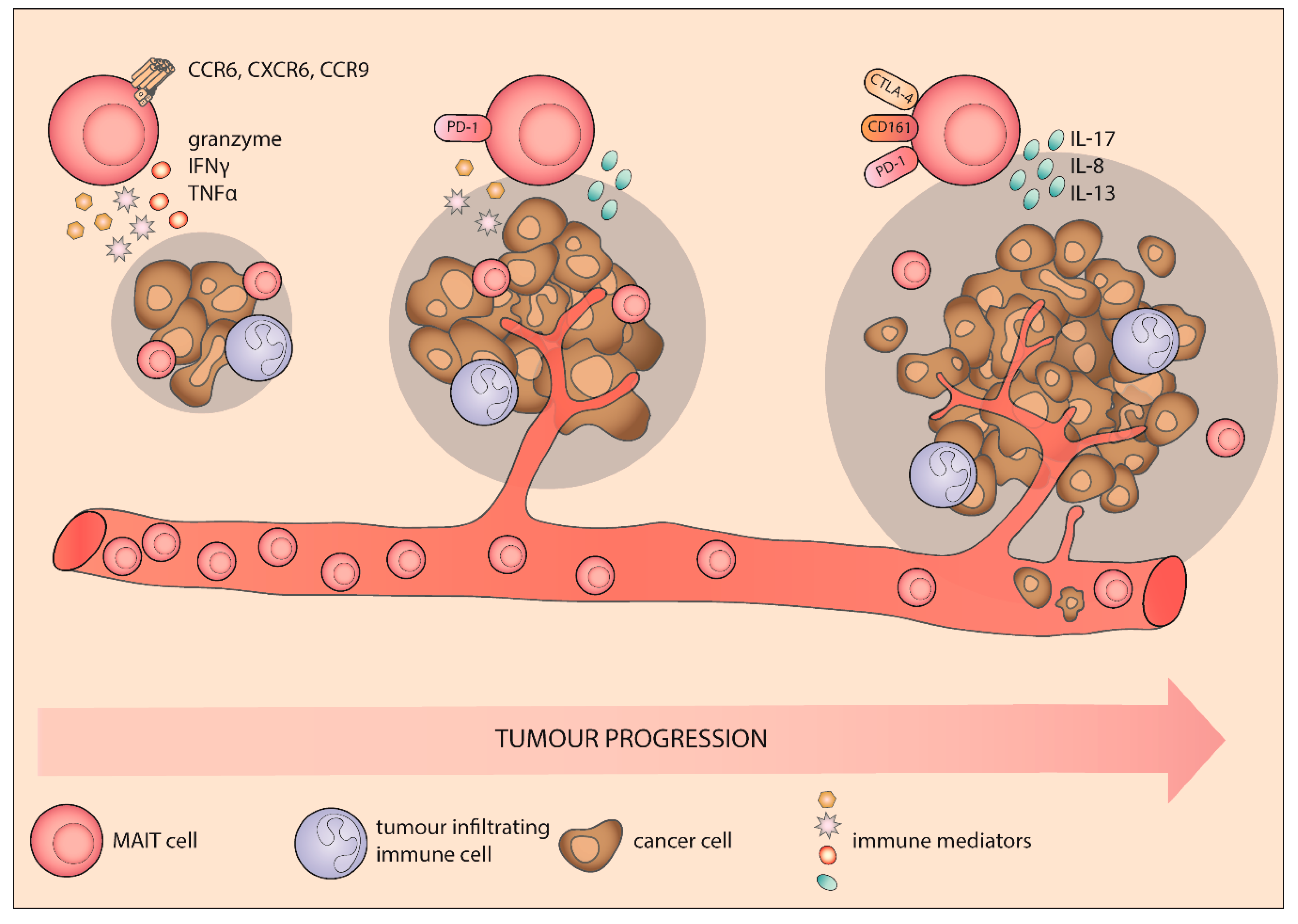 Cancers 12 00413 g002
