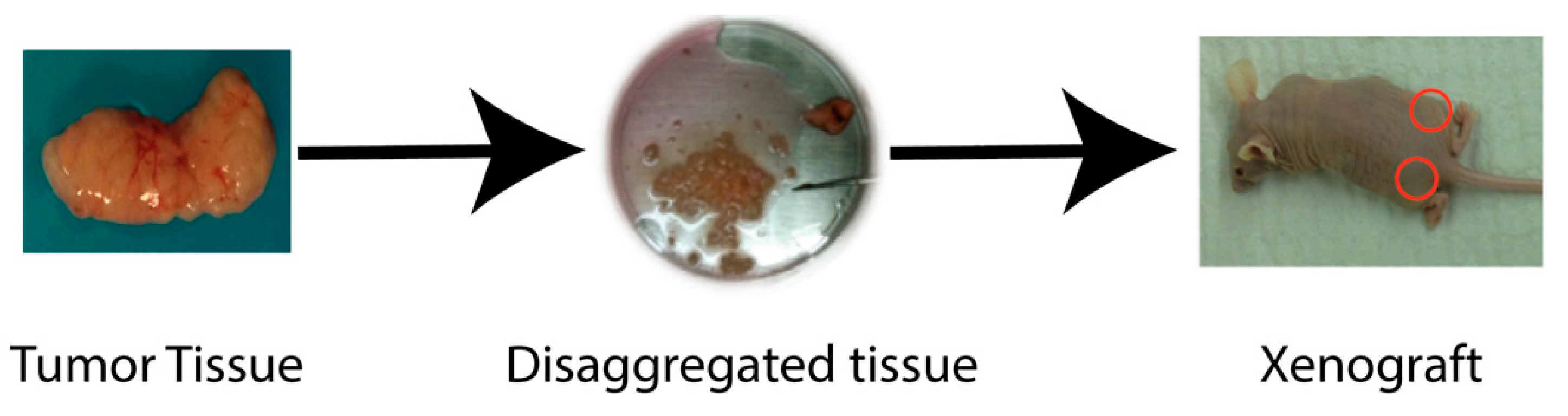 Cancers 12 00419 g001