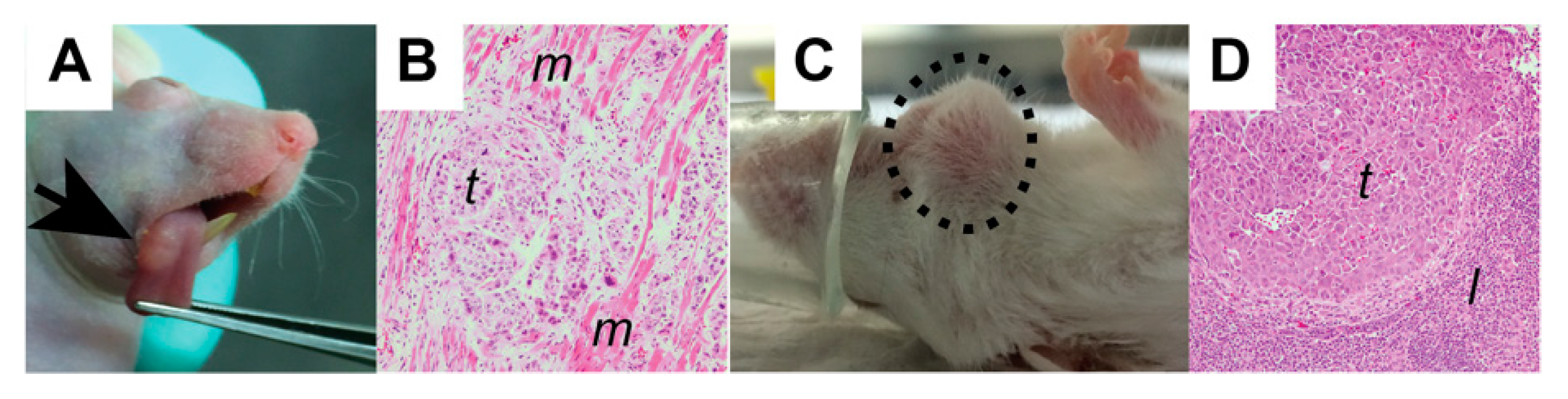 Cancers 12 00419 g002