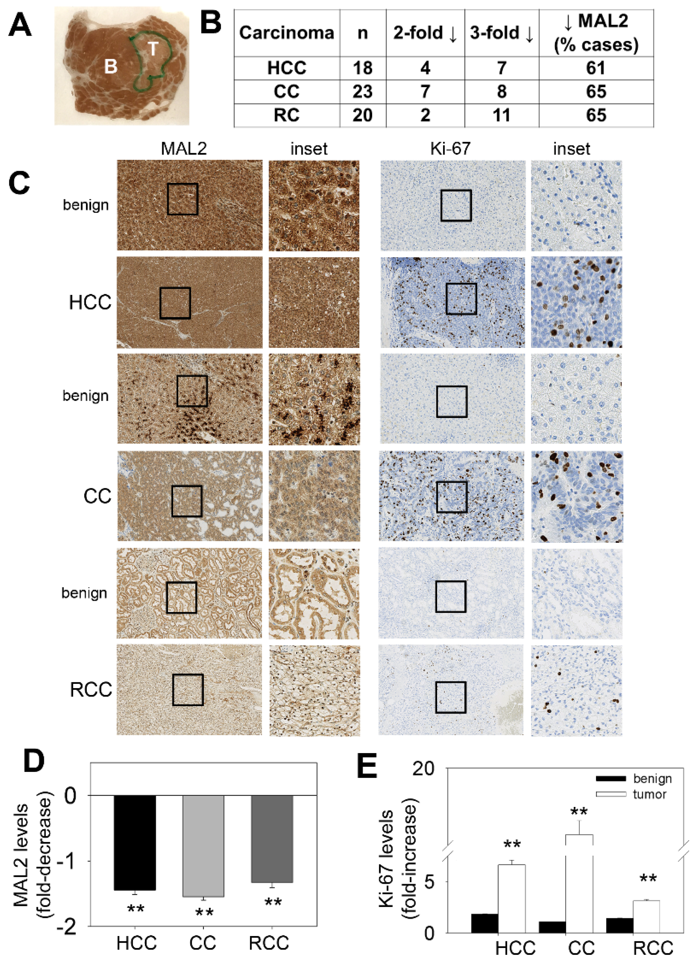 Cancers 12 00422 g001