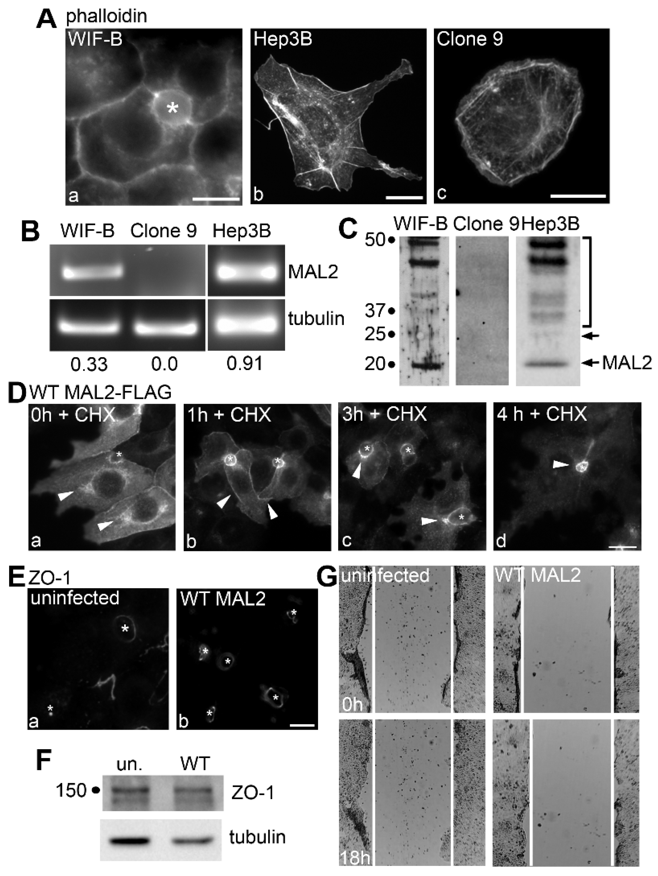 Cancers 12 00422 g002