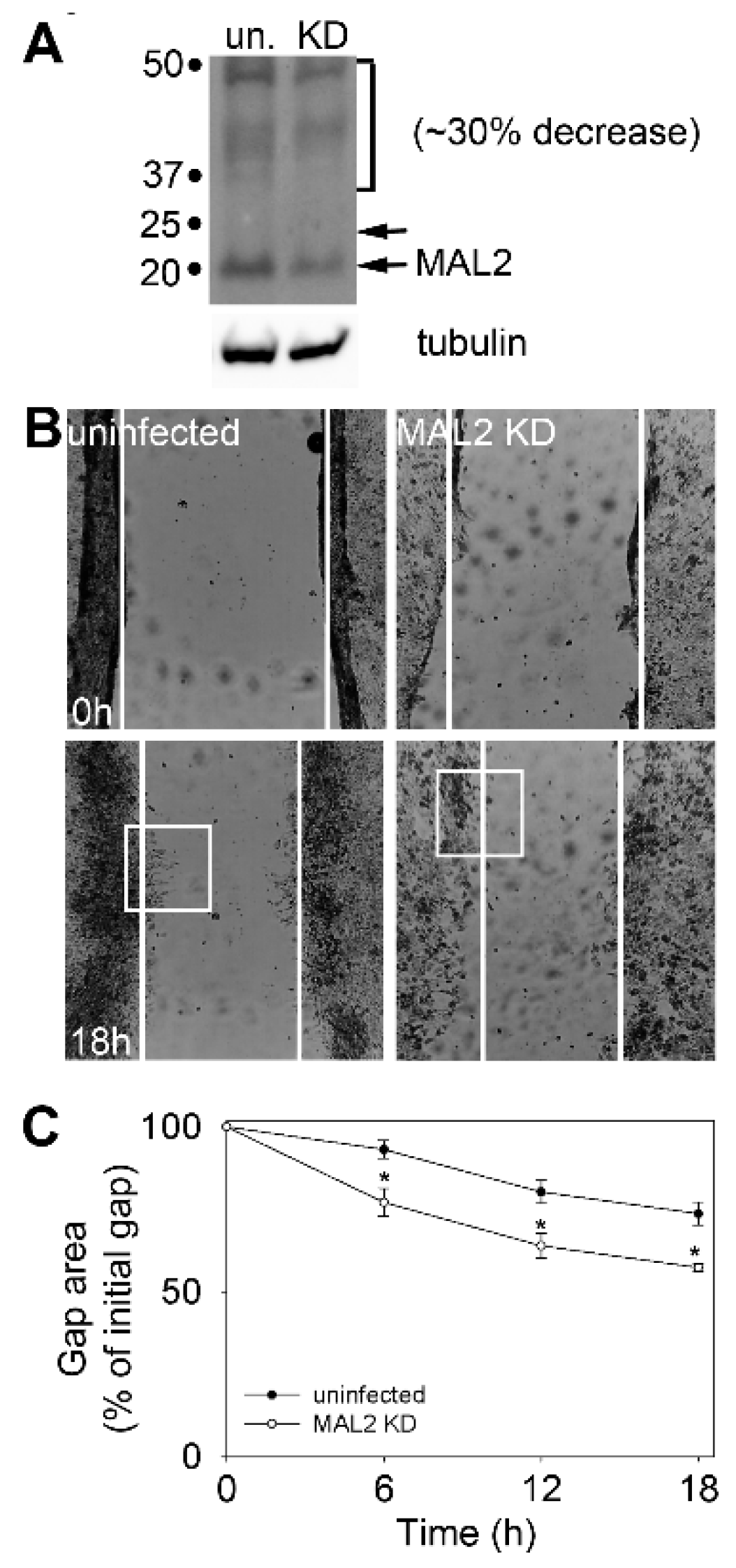 Cancers 12 00422 g003