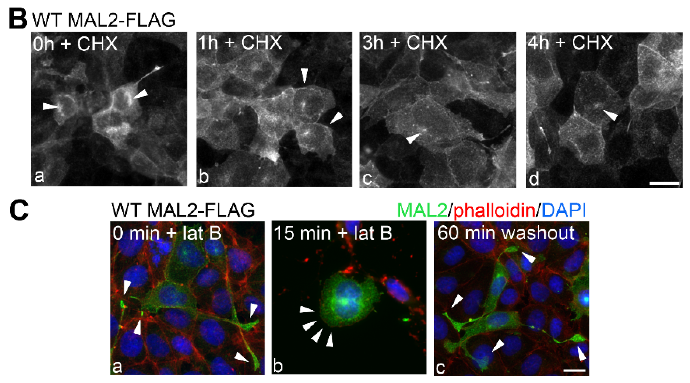 Cancers 12 00422 g005b