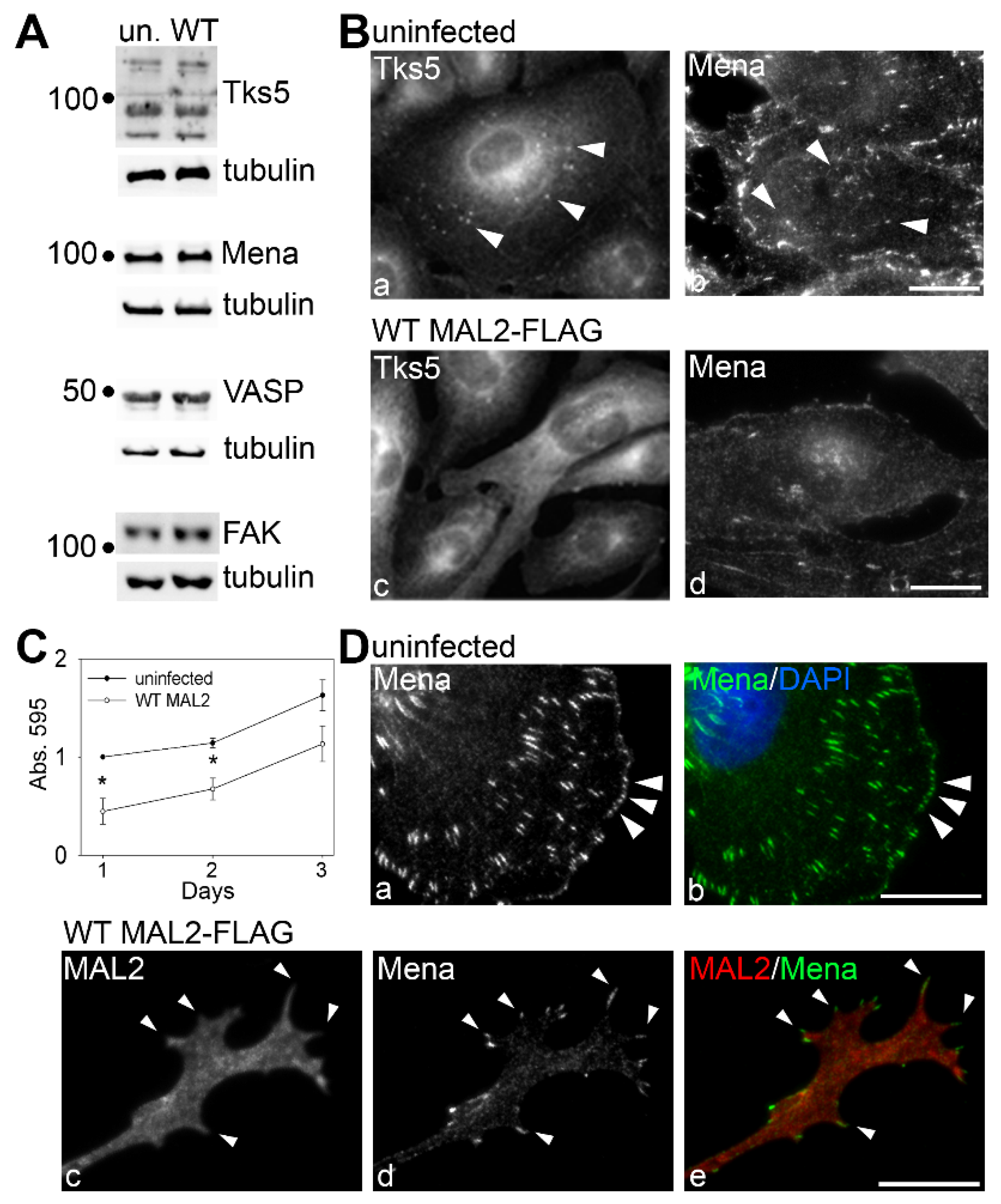 Cancers 12 00422 g007