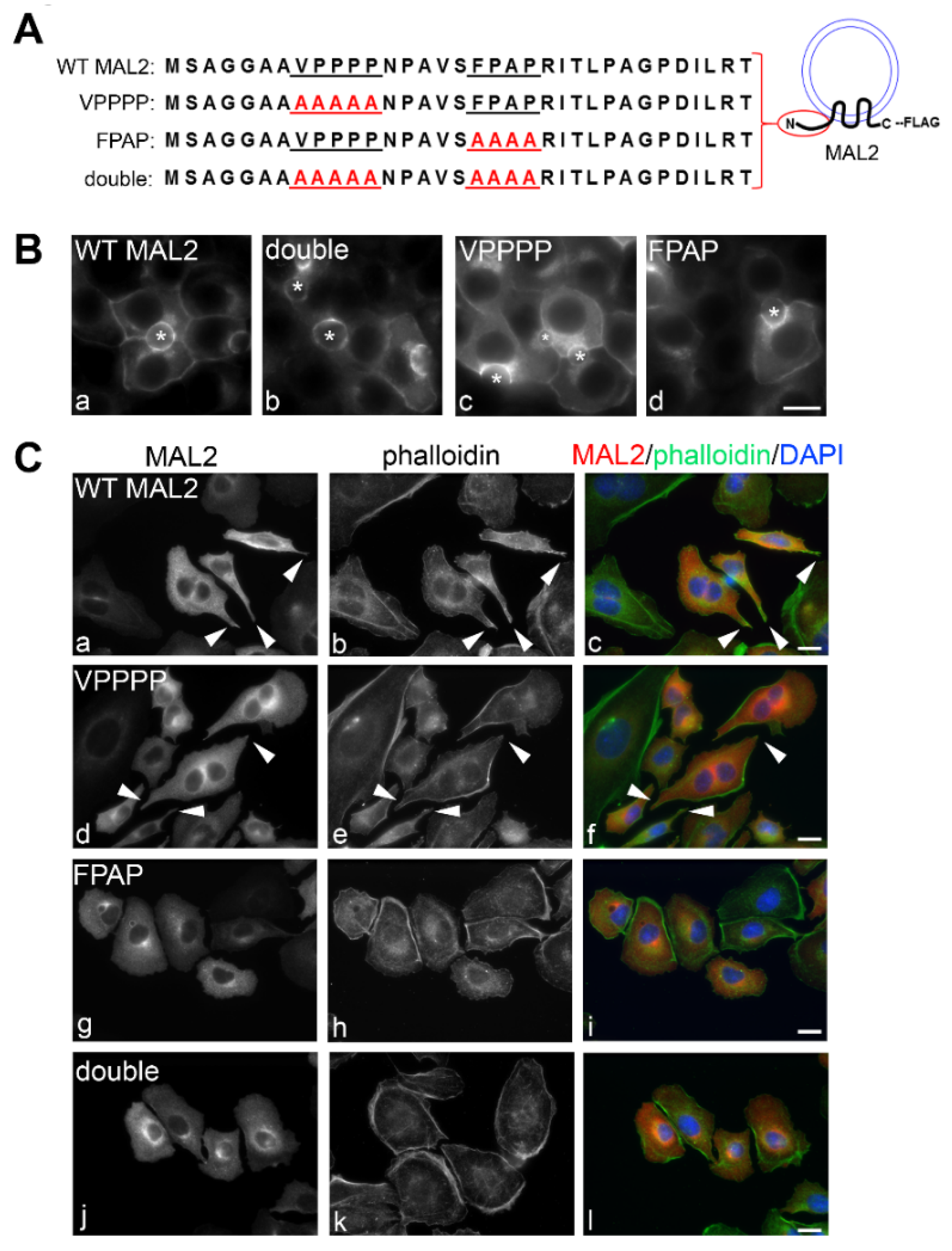 Cancers 12 00422 g008