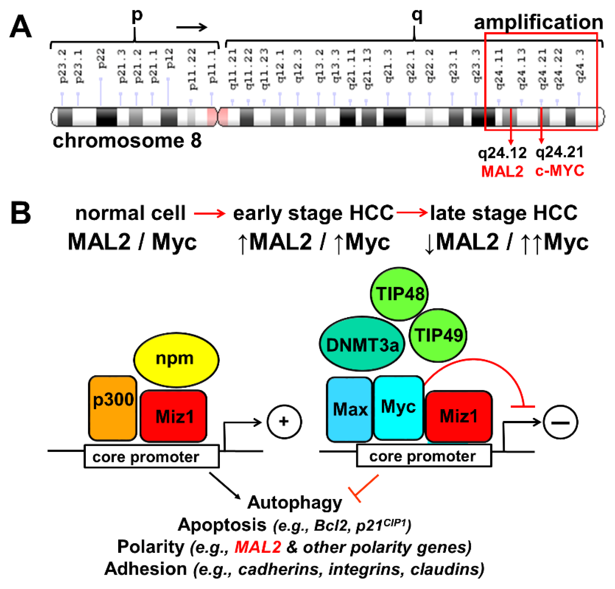 Cancers 12 00422 g012