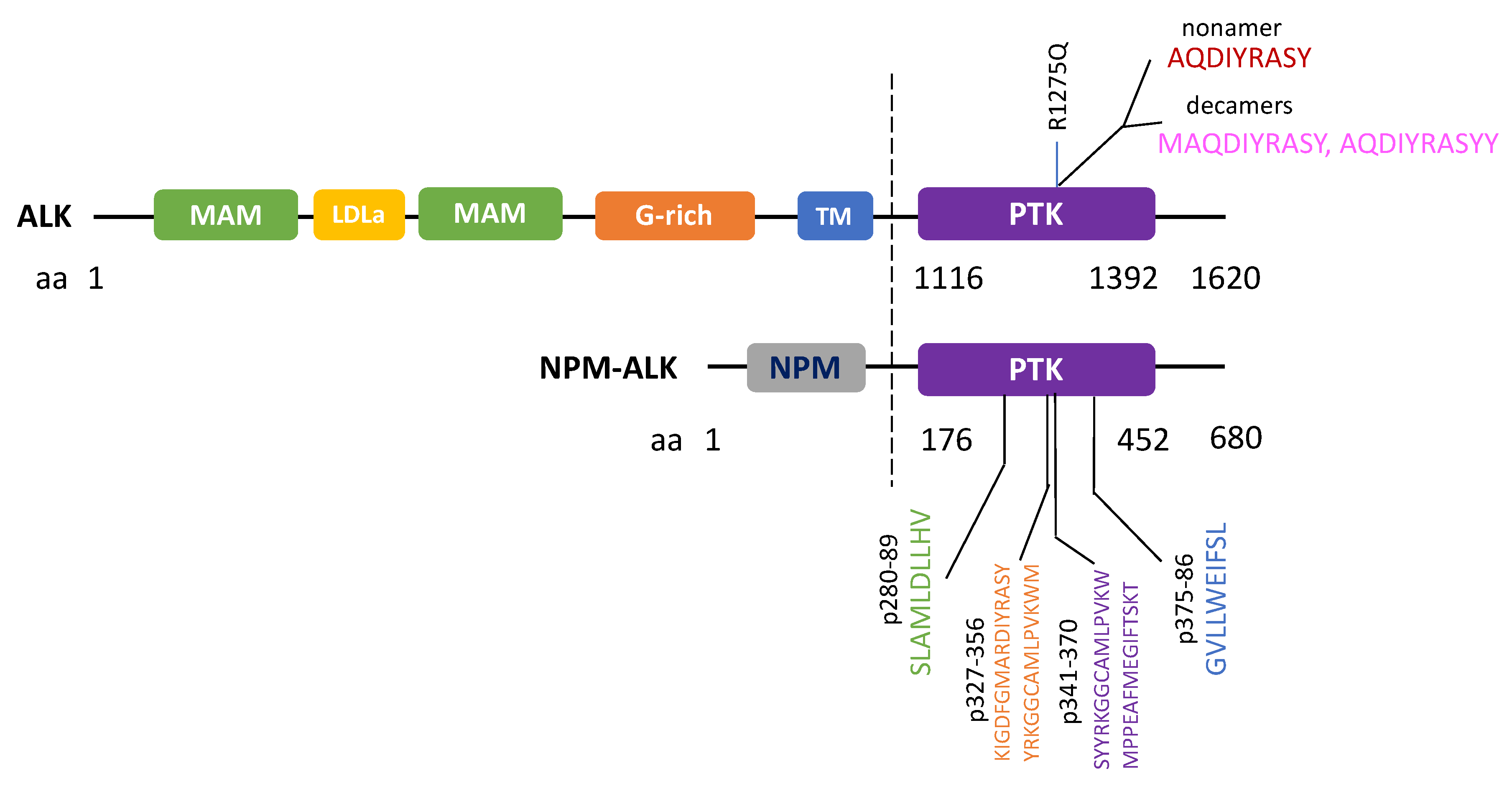 Cancers 12 00426 g003