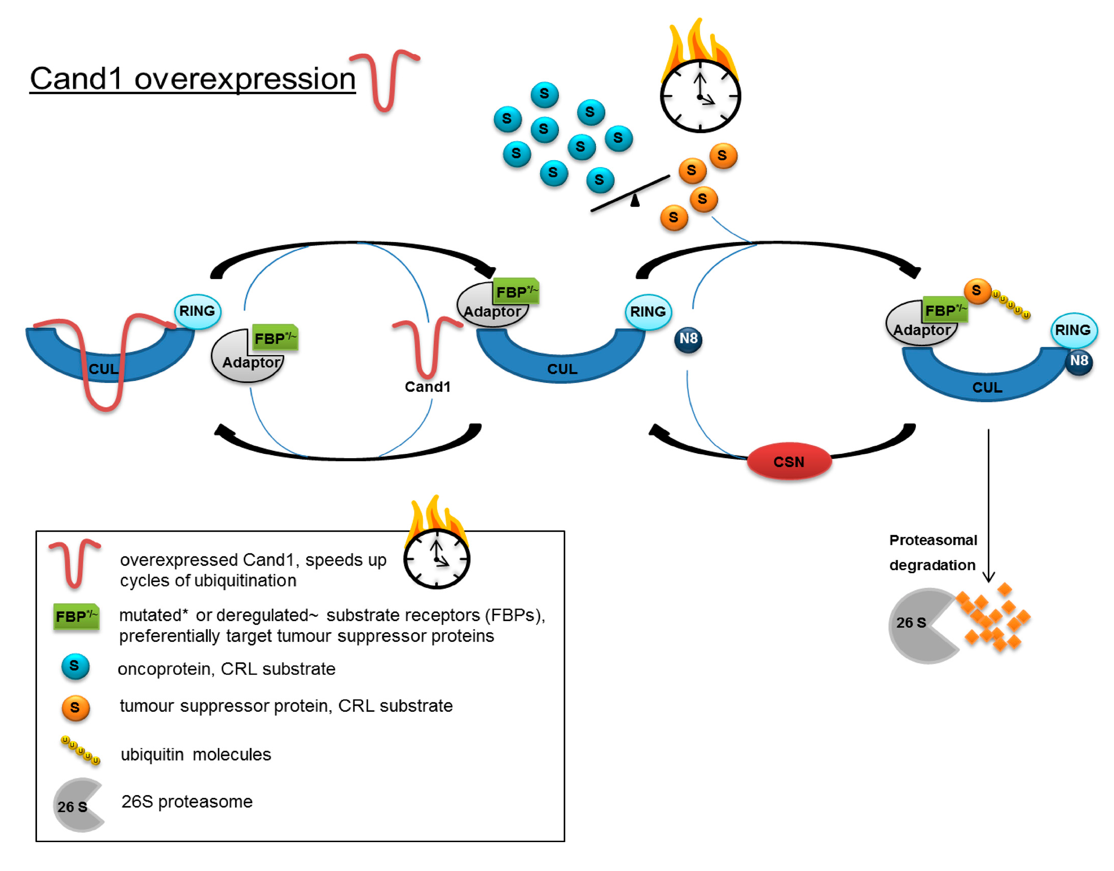 Cancers 12 00428 g006