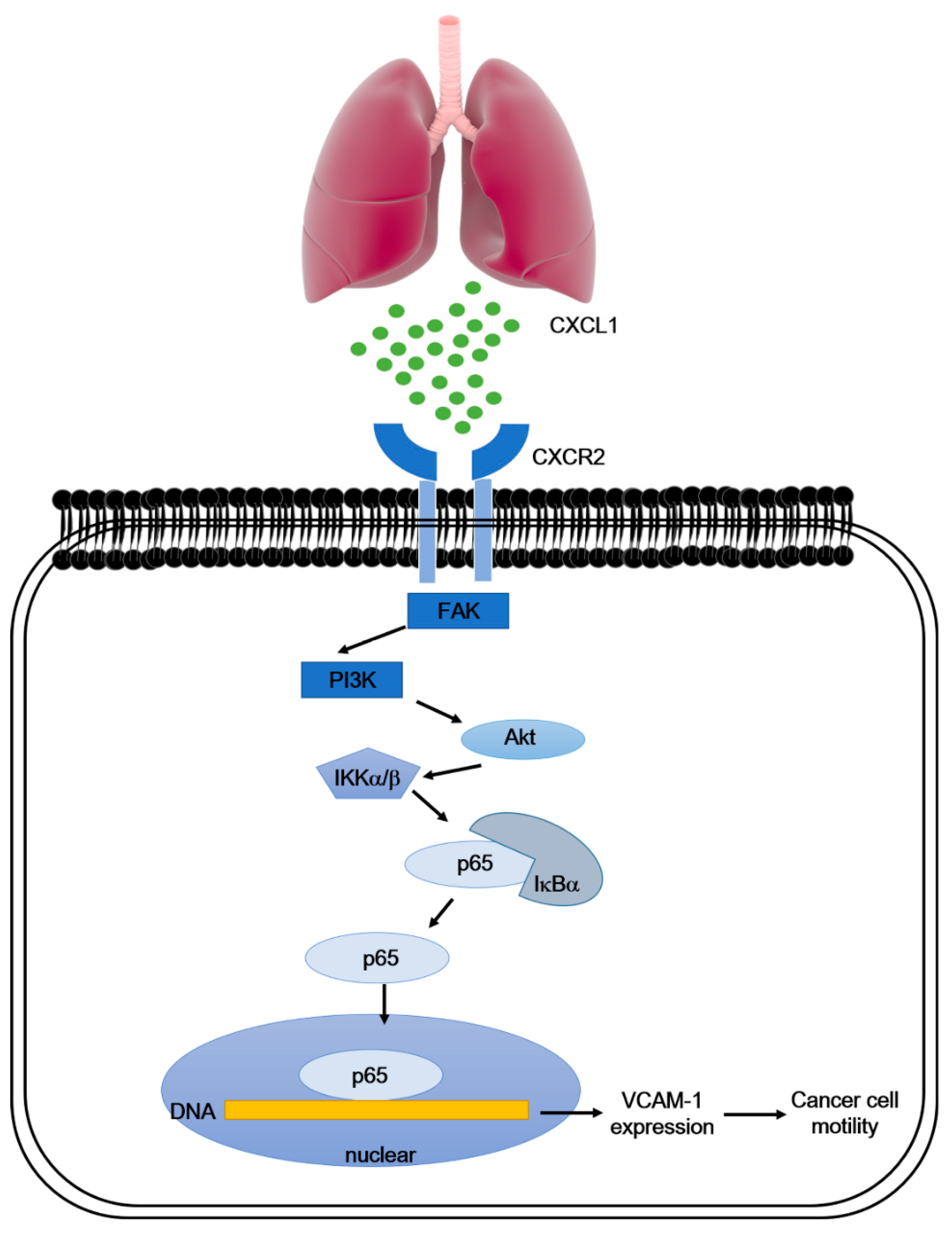 Cancers 12 00459 g007 Cancers 12 00459 g007