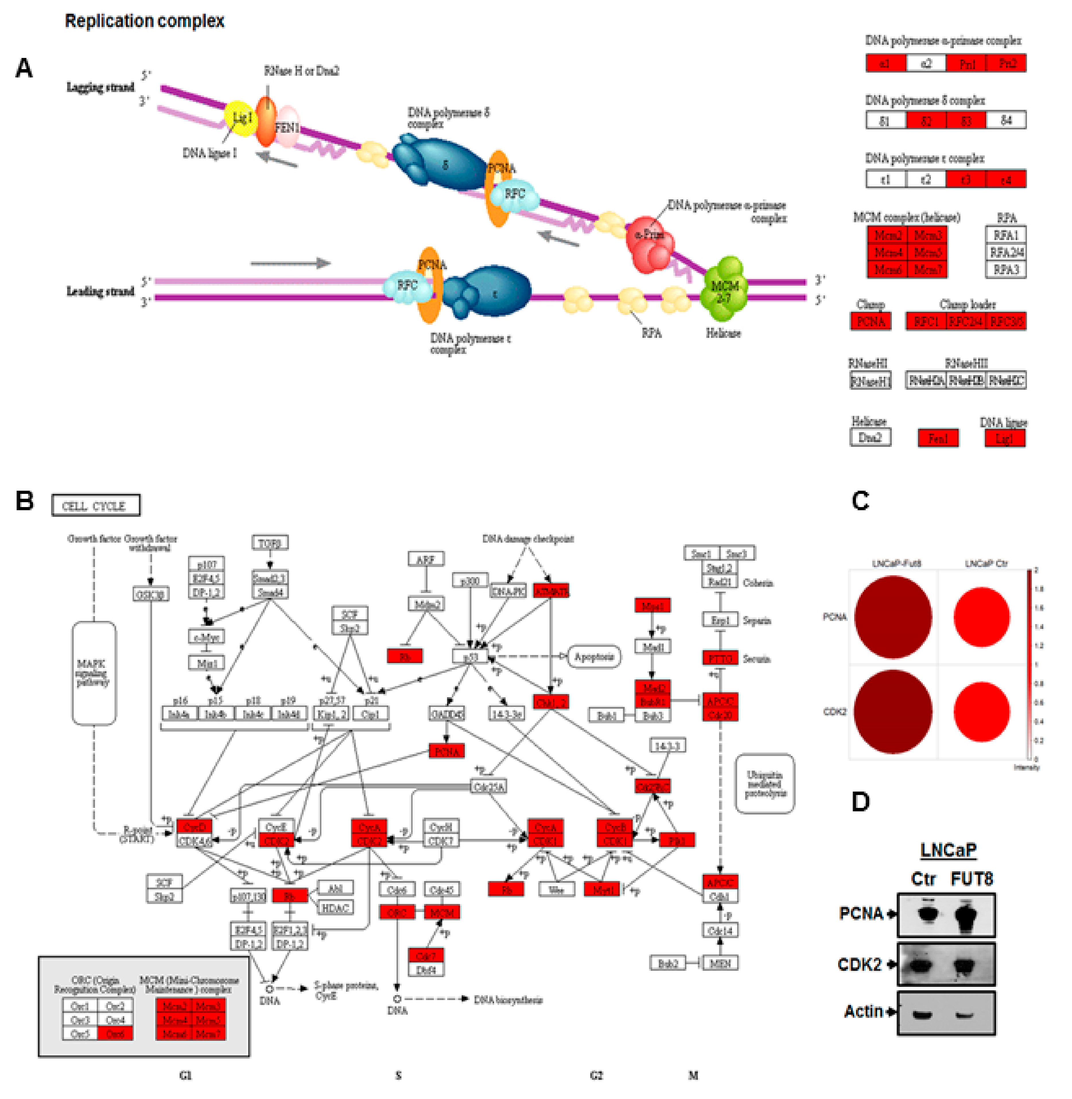 Cancers 12 00468 g004