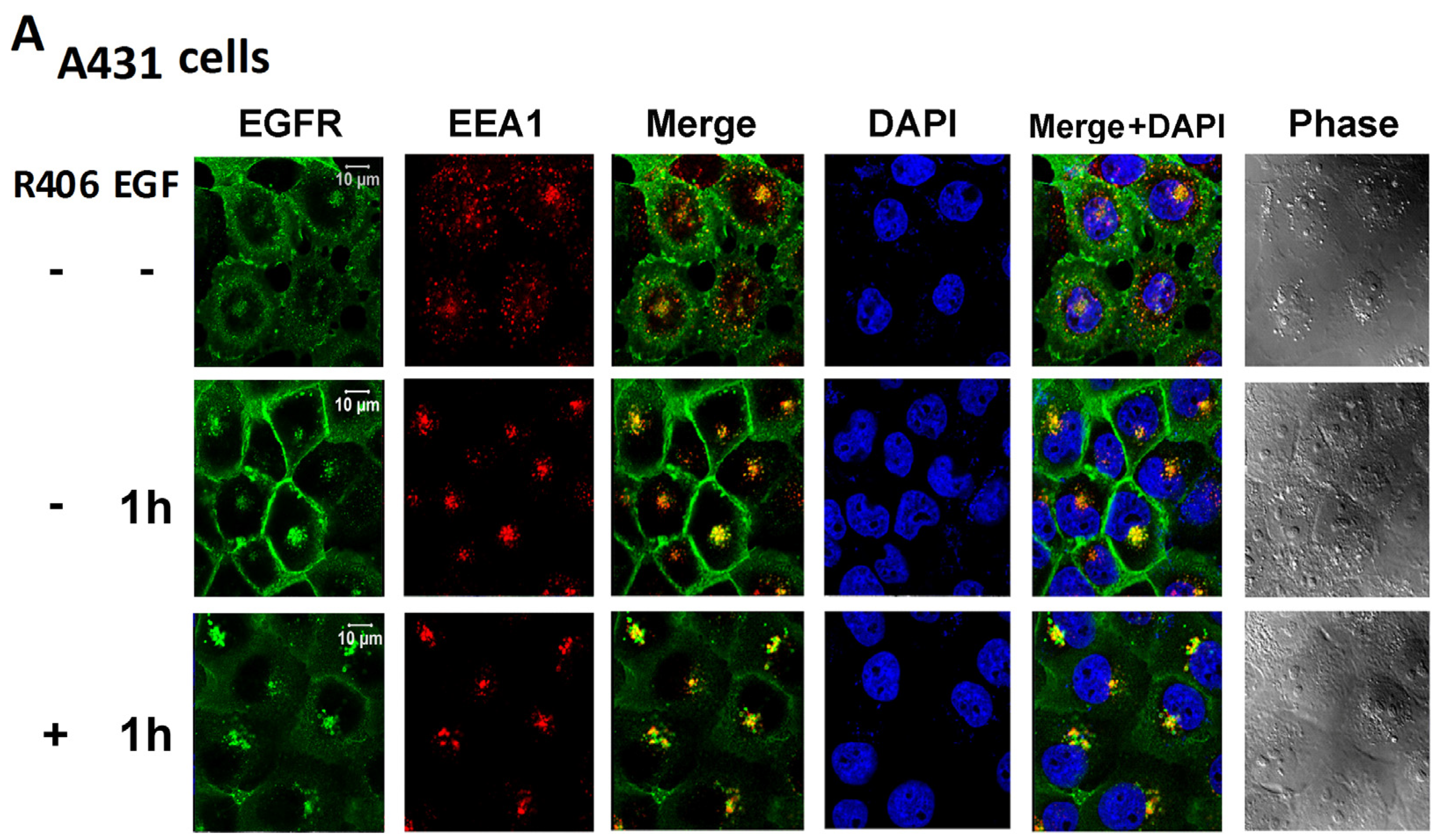 Cancers 12 00489 g005a