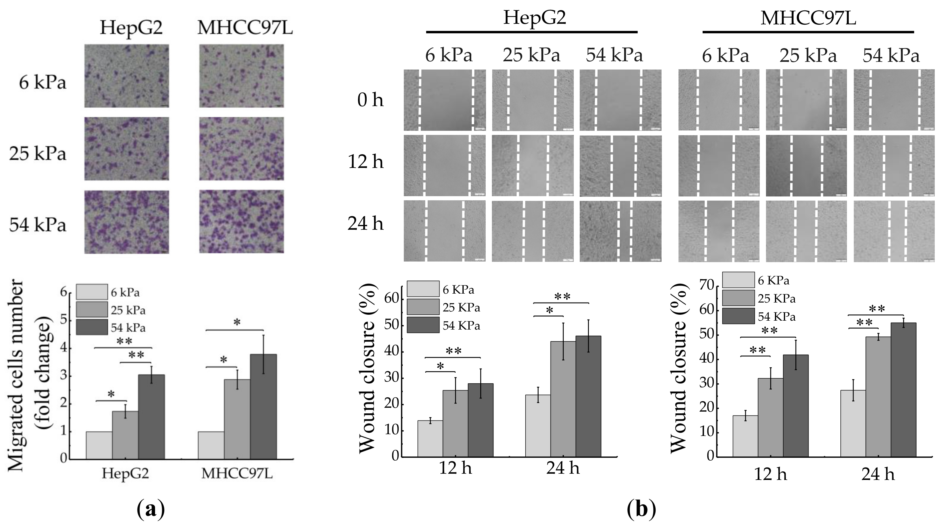 Cancers 12 00490 g001