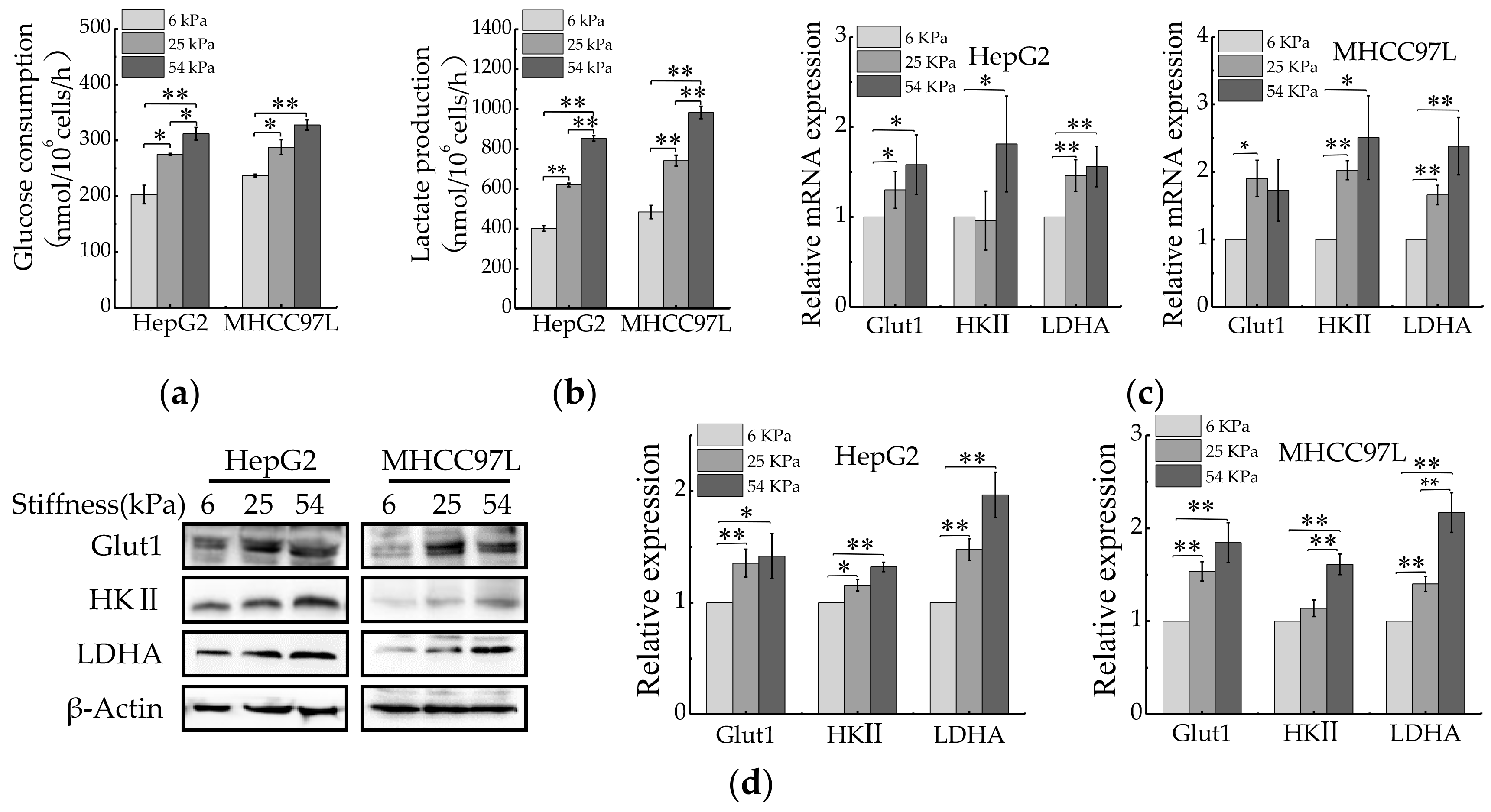 Cancers 12 00490 g002