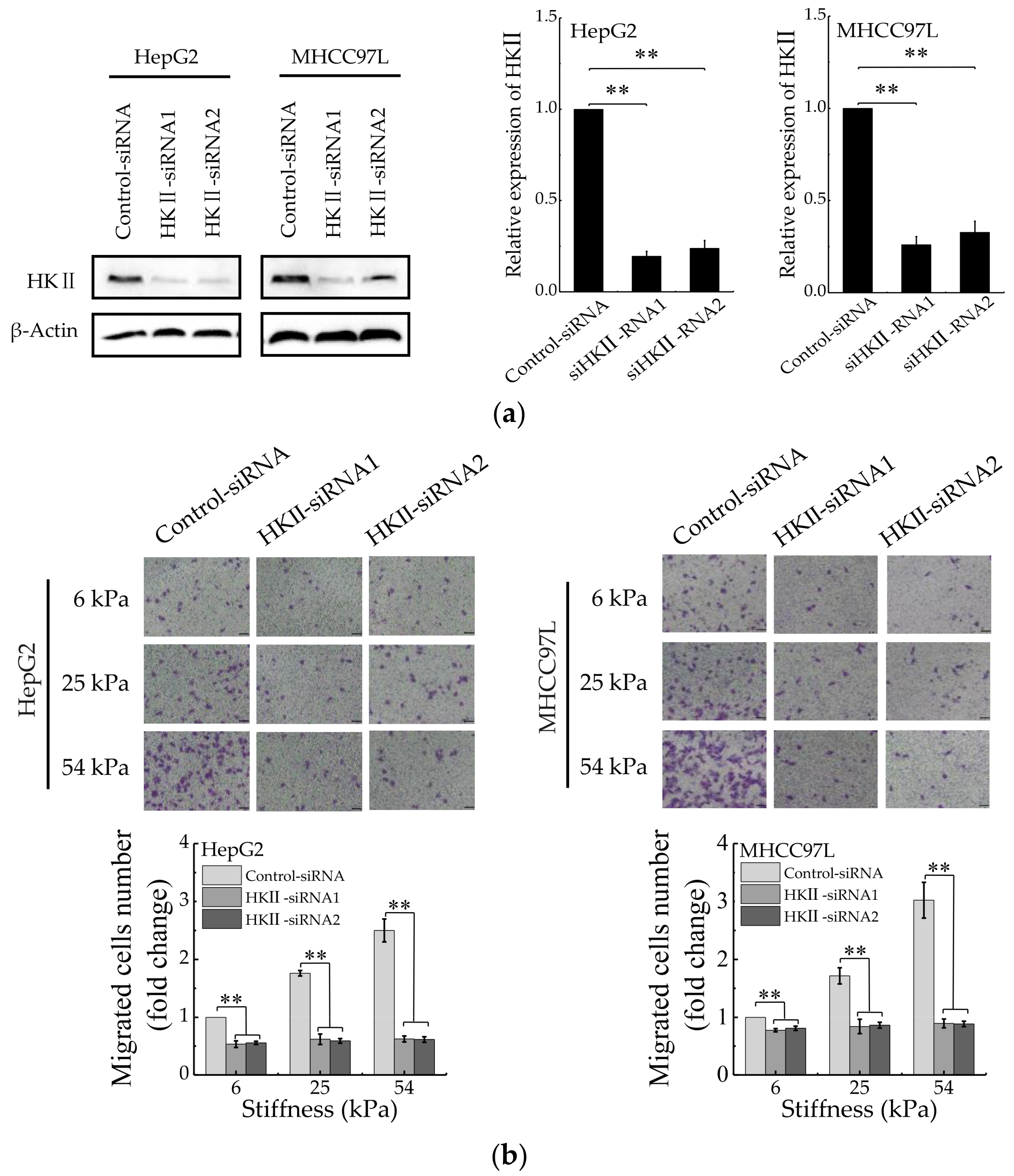 Cancers 12 00490 g003a