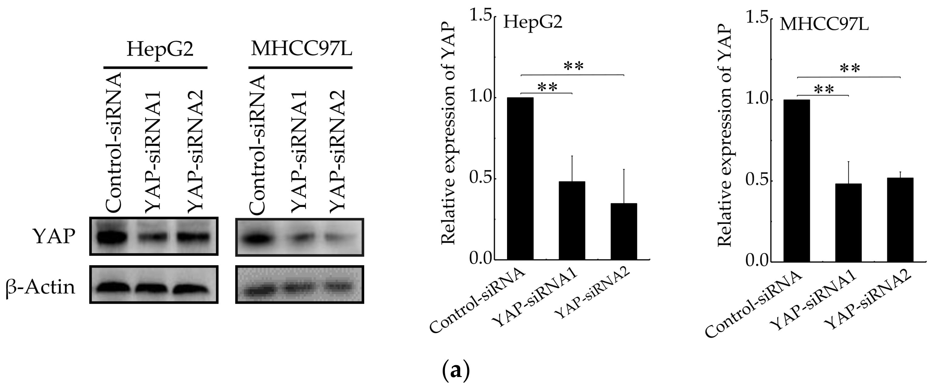 Cancers 12 00490 g005a