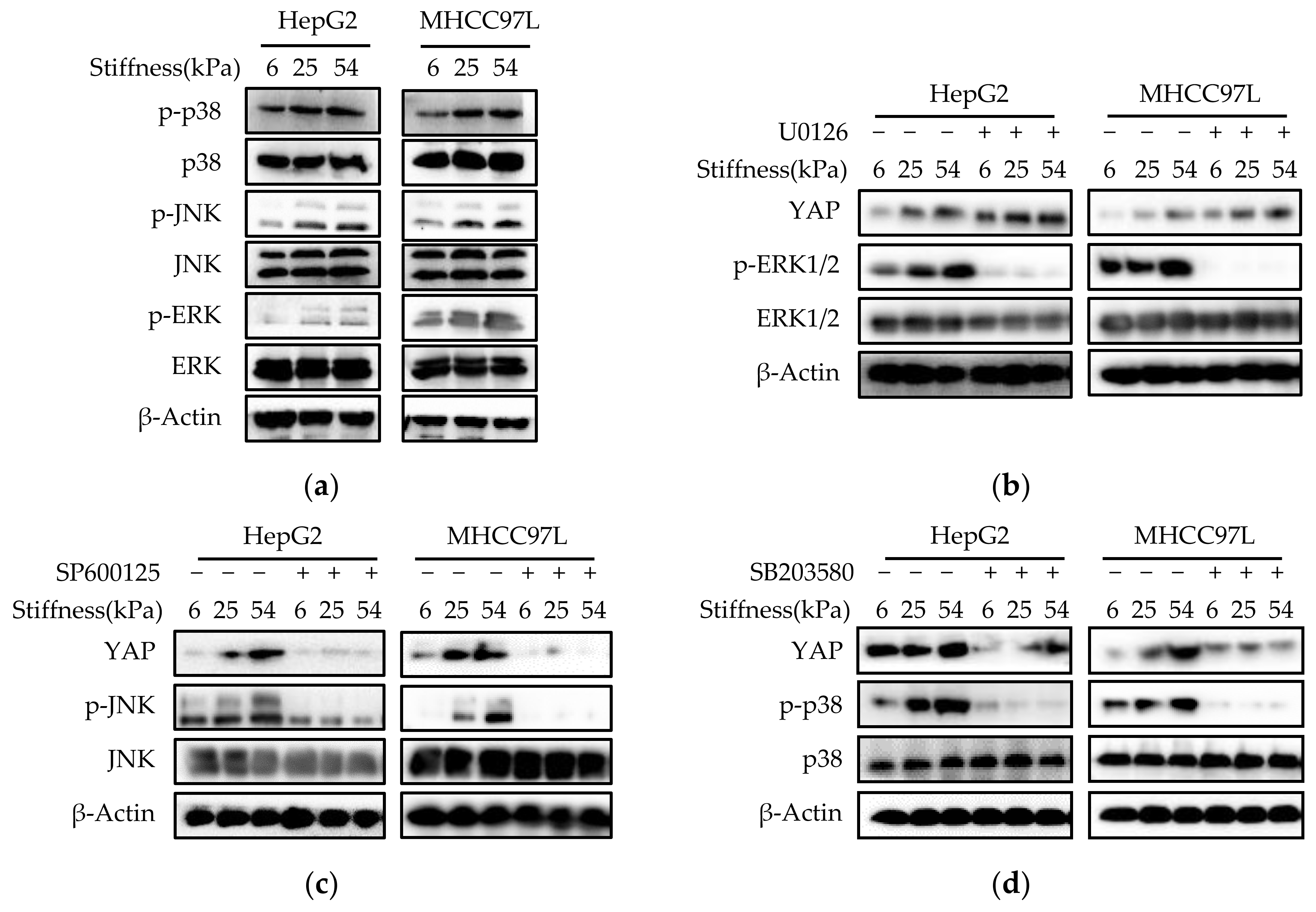 Cancers 12 00490 g006a