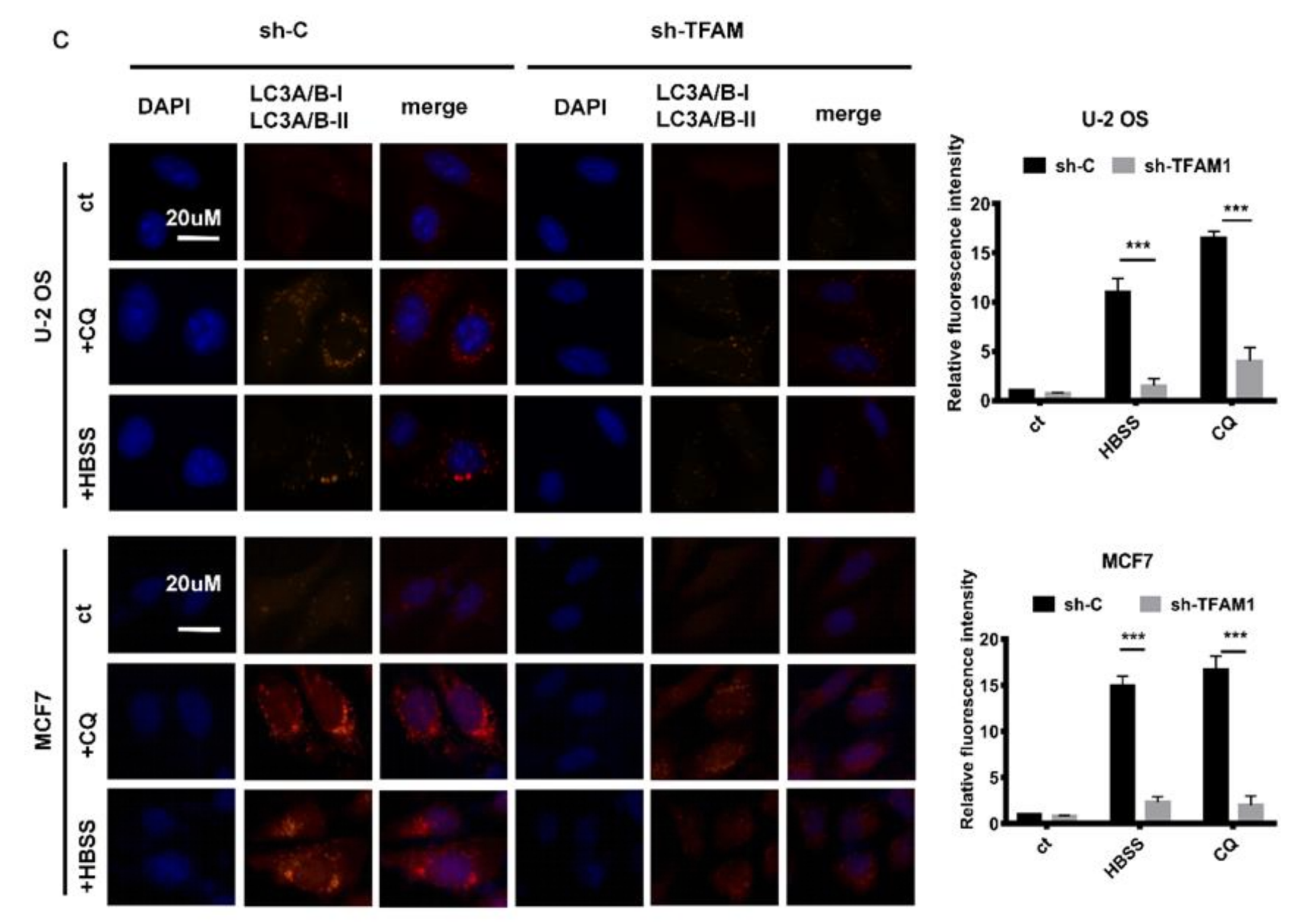 Cancers 12 00493 g001b