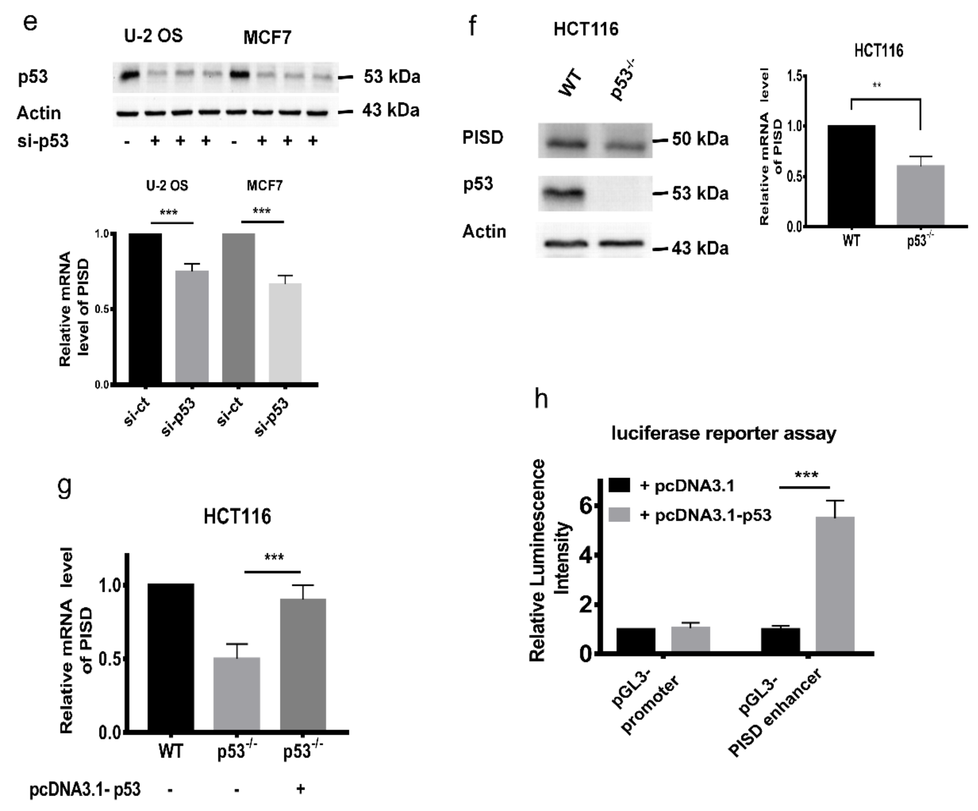 Cancers 12 00493 g003b