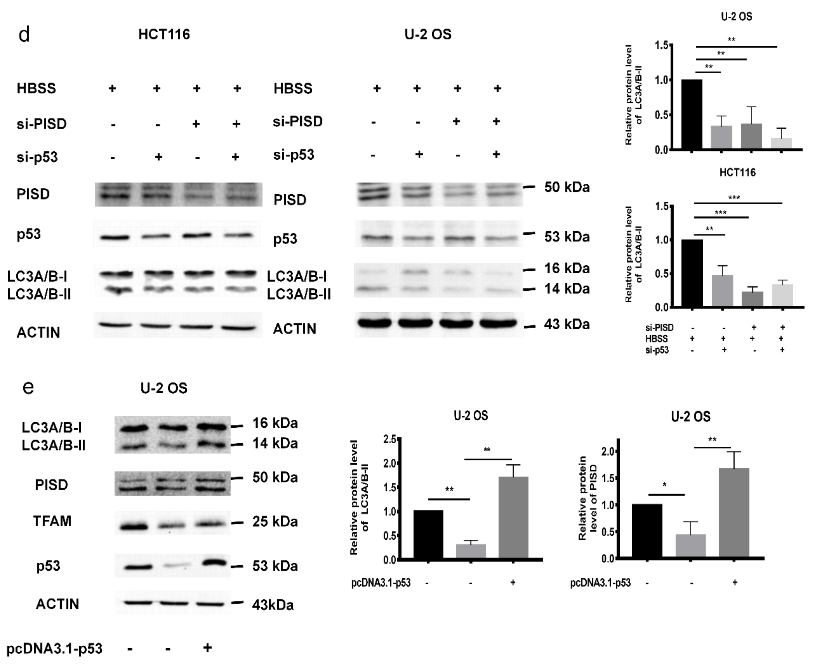 Cancers 12 00493 g004b