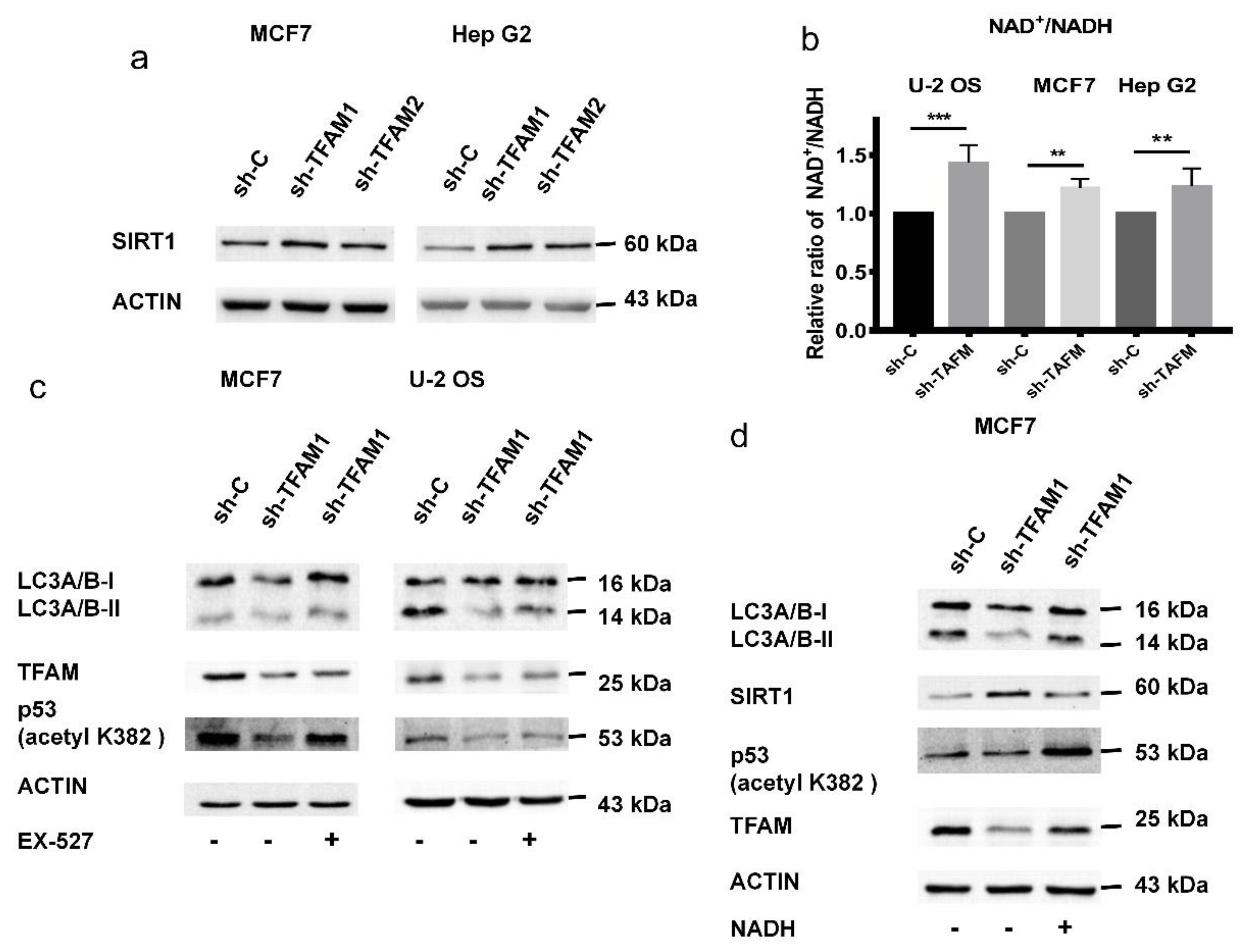 Cancers 12 00493 g006