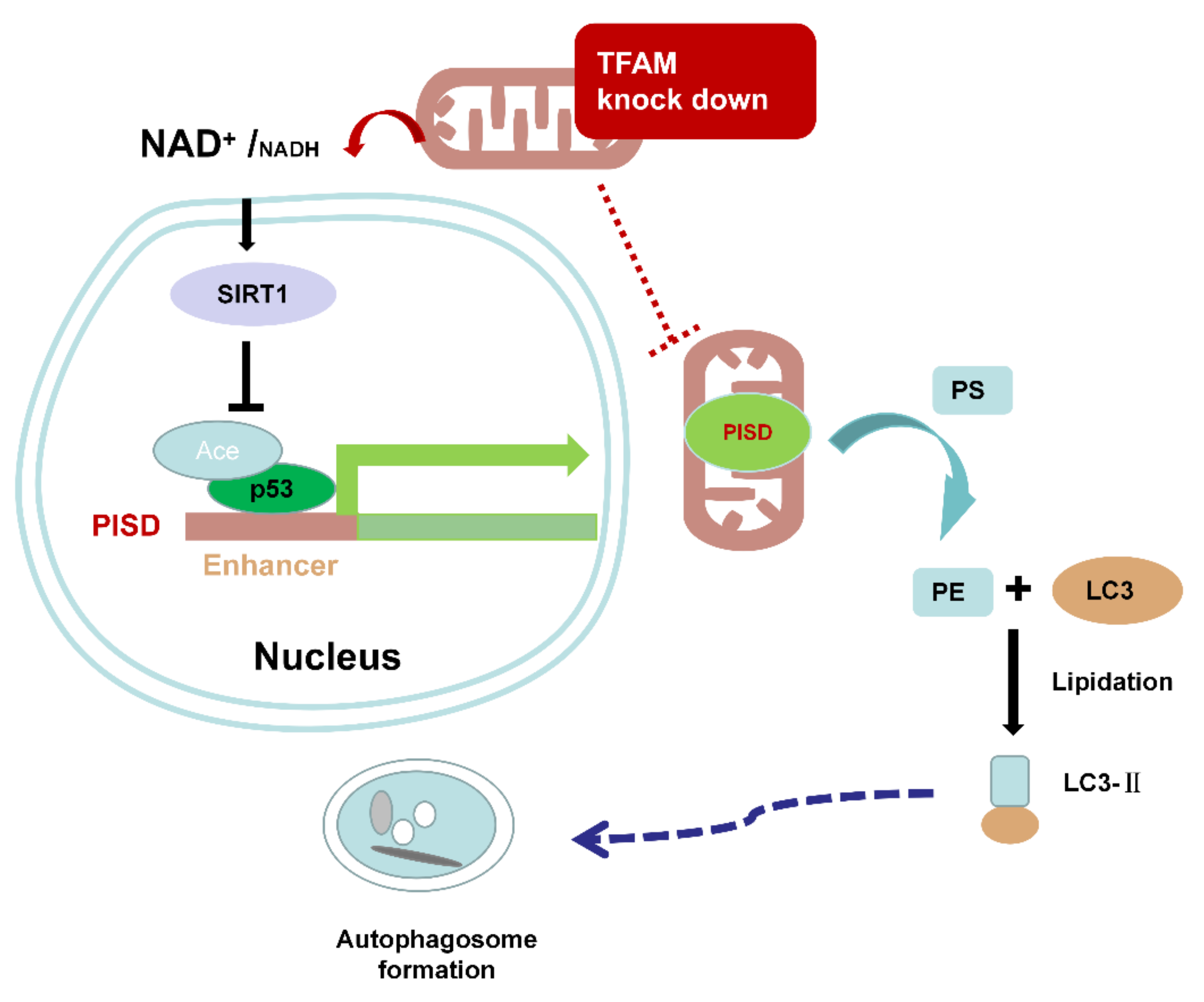 Cancers 12 00493 g007
