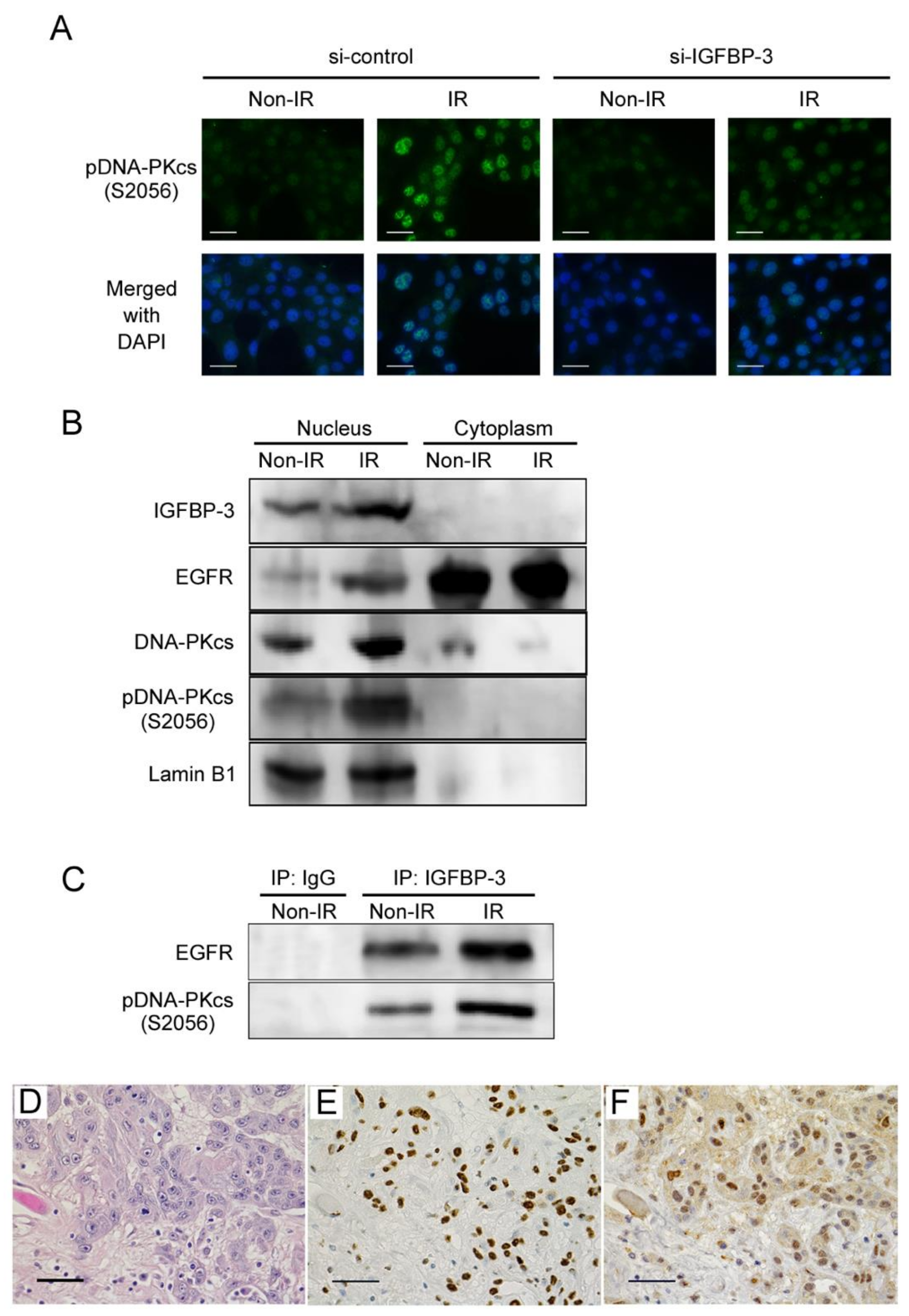 Cancers 12 00494 g004