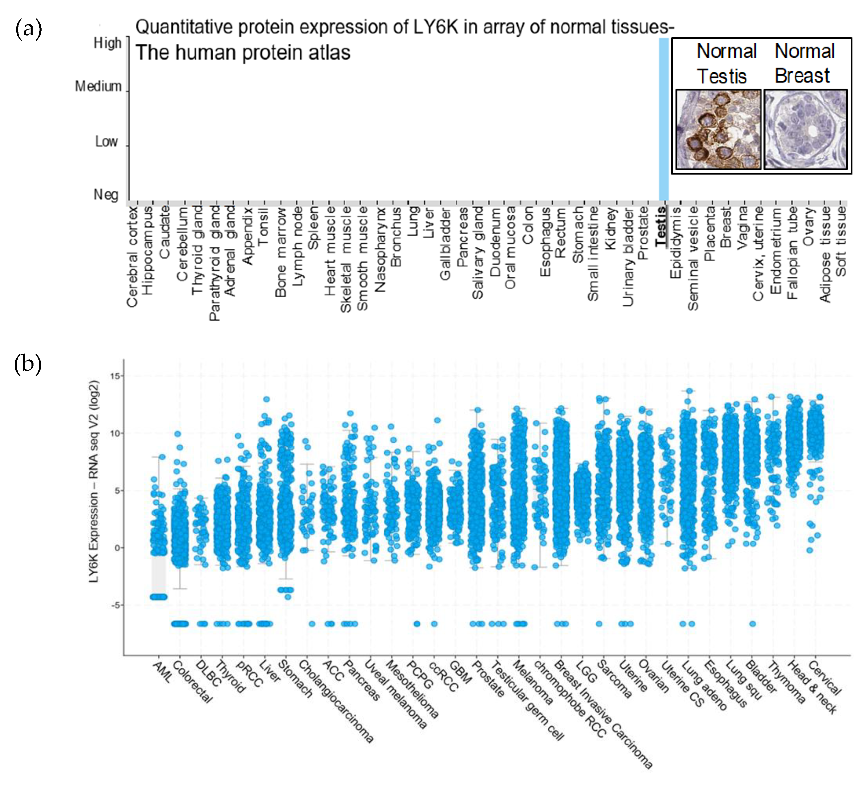 Cancers 12 00509 g001 Cancers 12 00509 g001