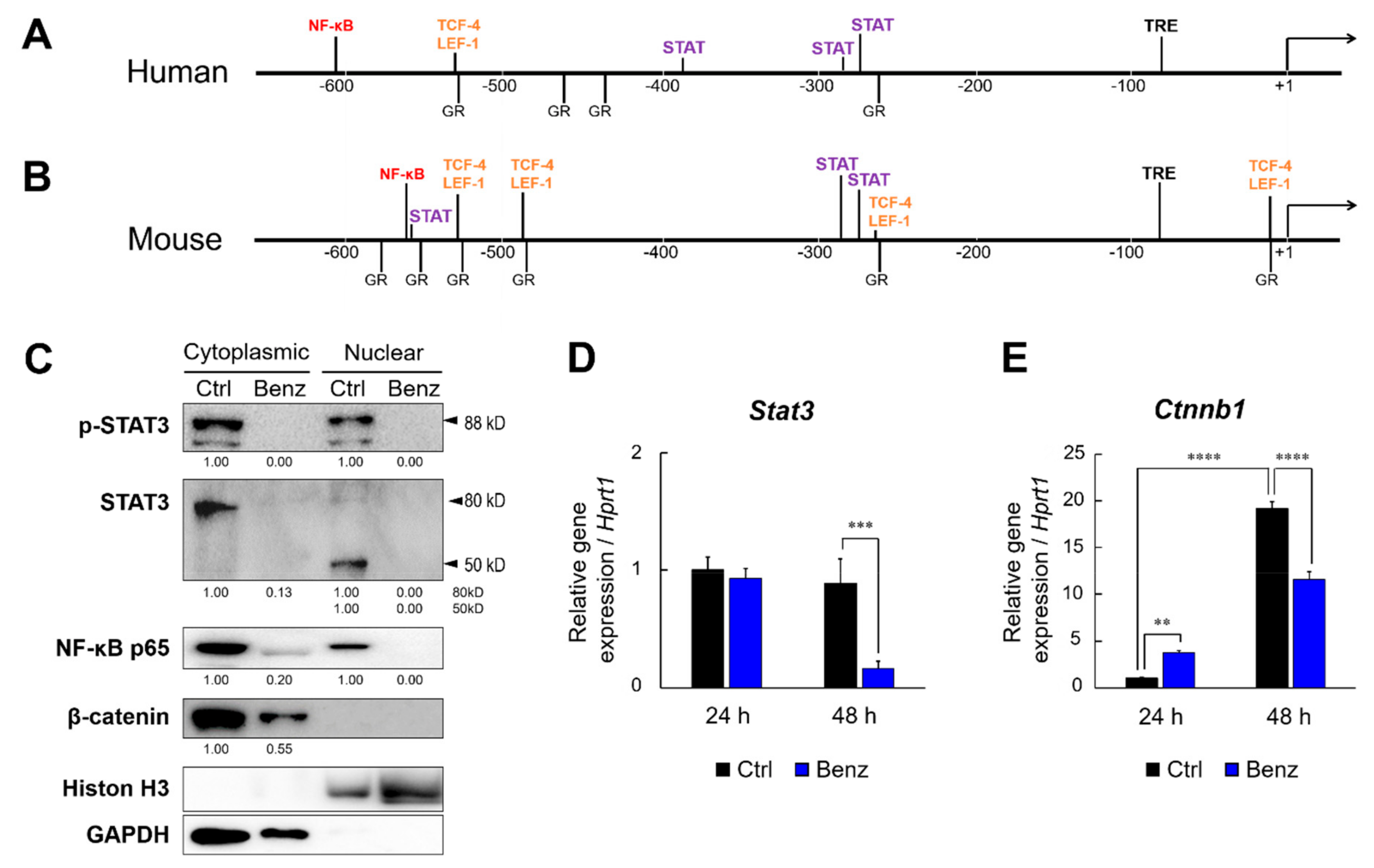 Cancers 12 00523 g004