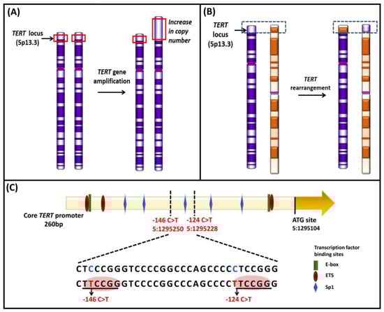 Cancers 12 00558 g006