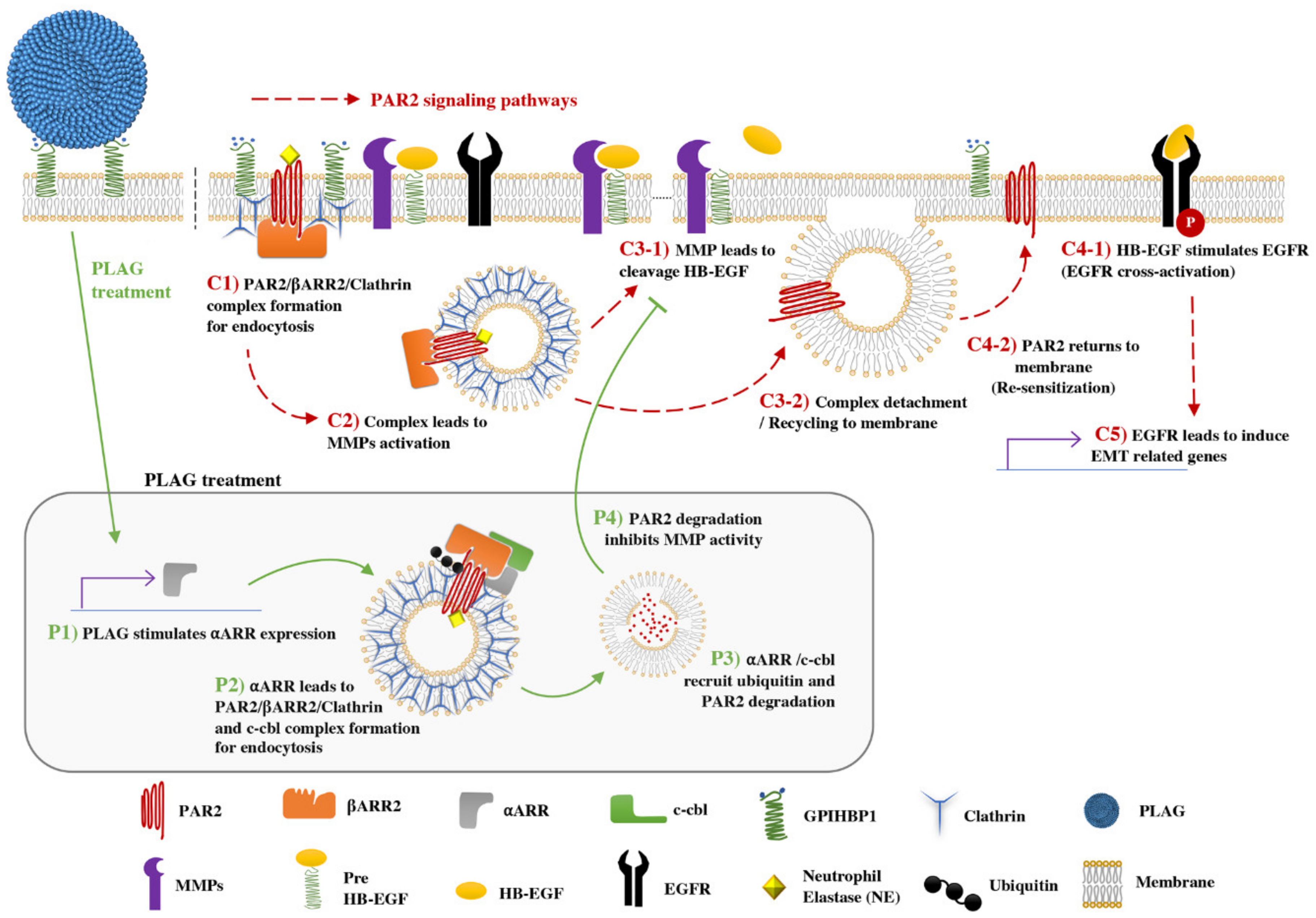 Cancers 12 00560 g007