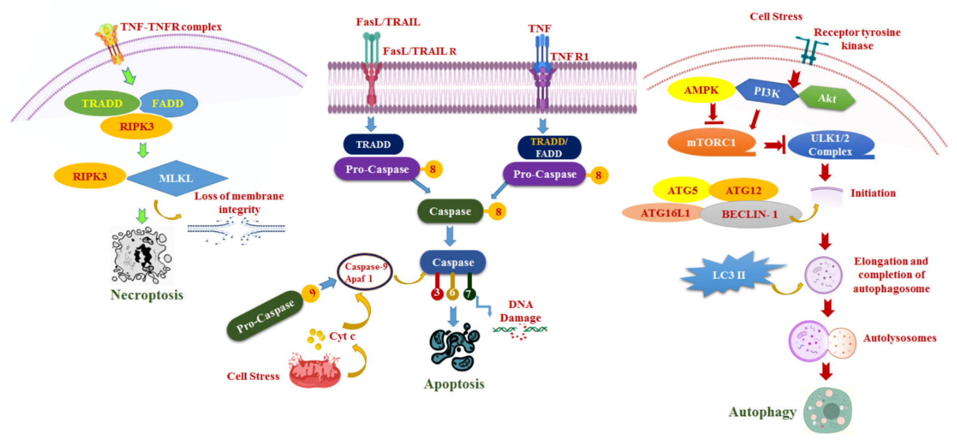 Cancers 12 00562 g001