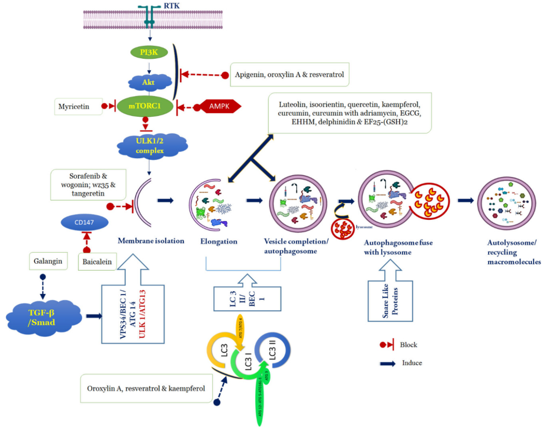 Cancers 12 00562 g003