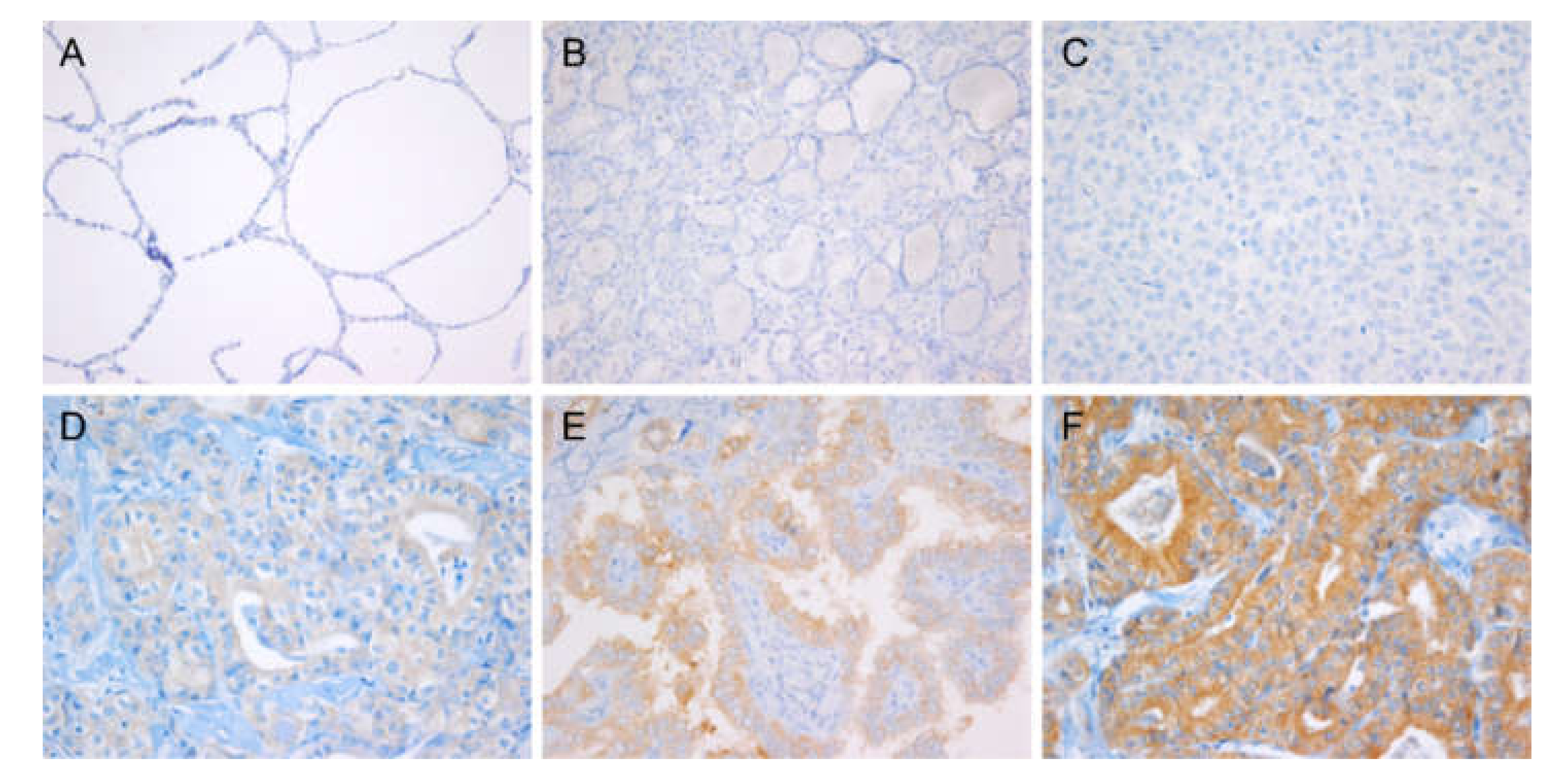 Cancers 12 00596 g001