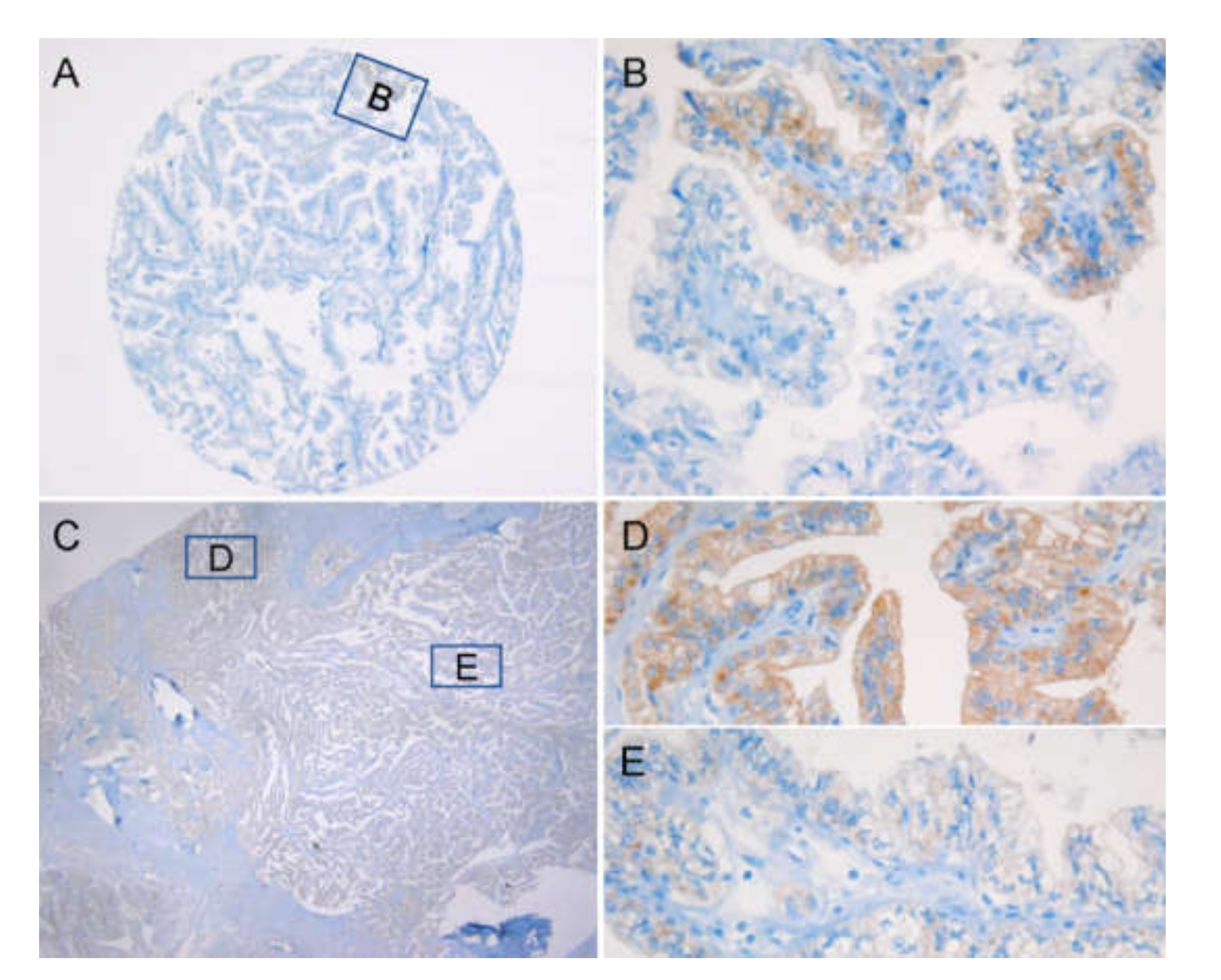 Cancers 12 00596 g002