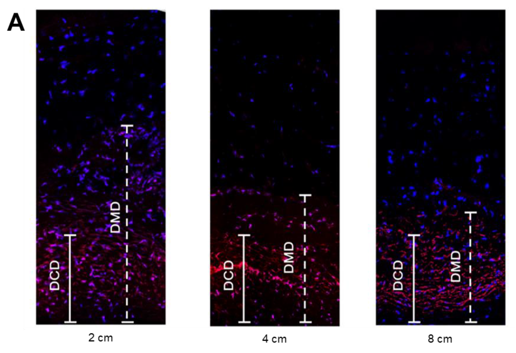 Cancers 12 00633 g002a