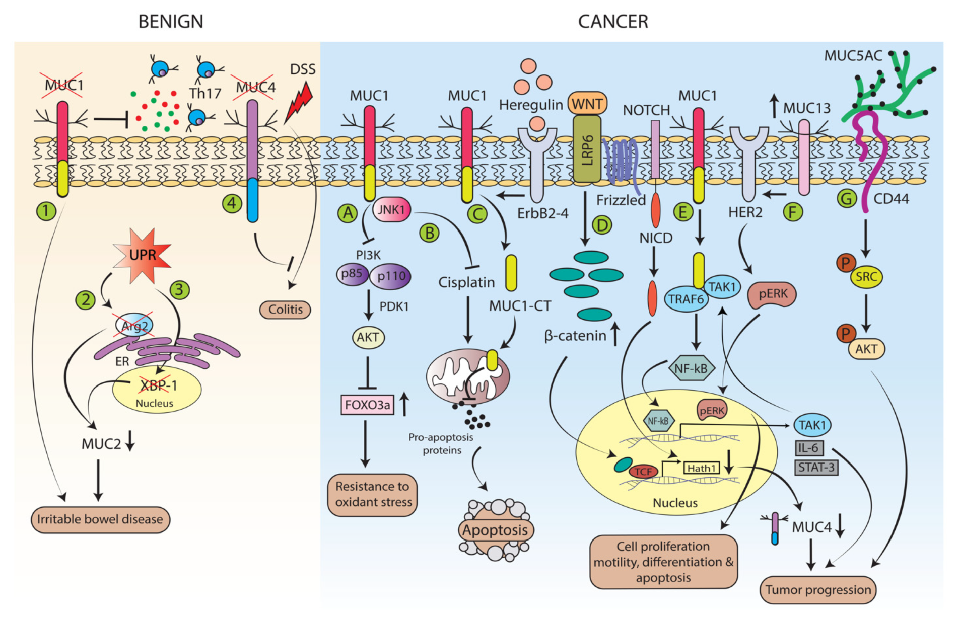 Cancers 12 00649 g003