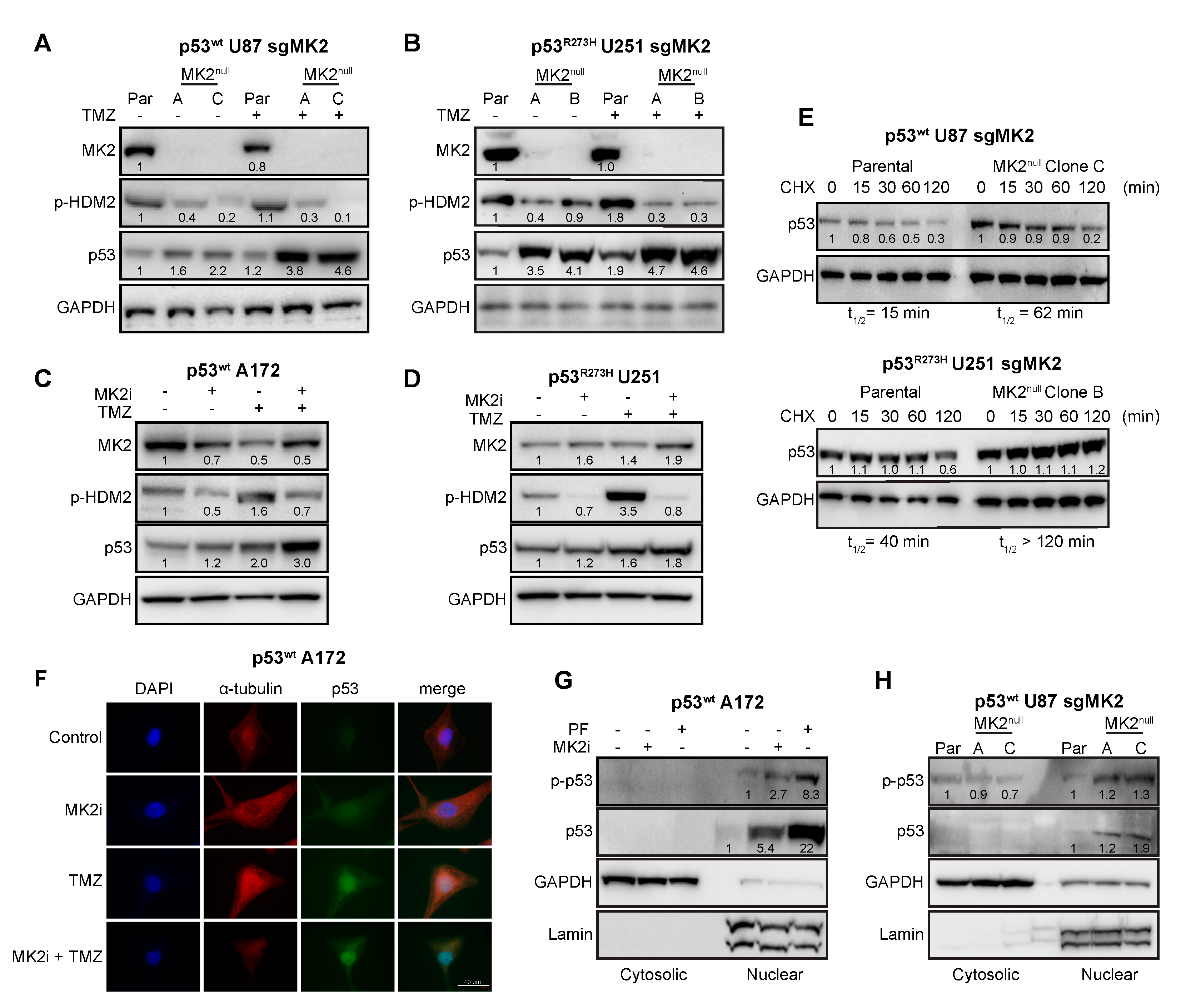 Cancers 12 00654 g004
