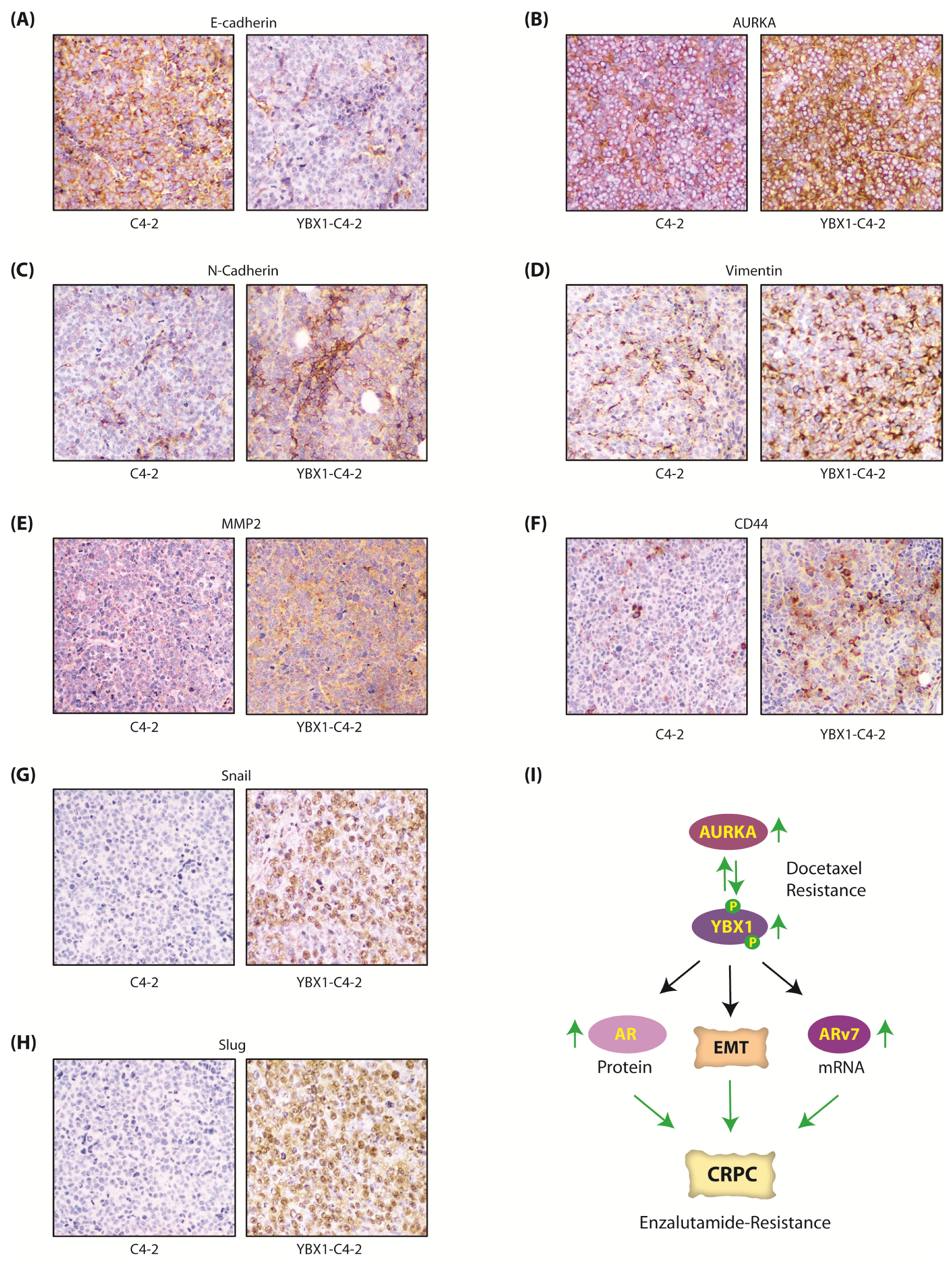 Cancers 12 00660 g008 Cancers 12 00660 g008