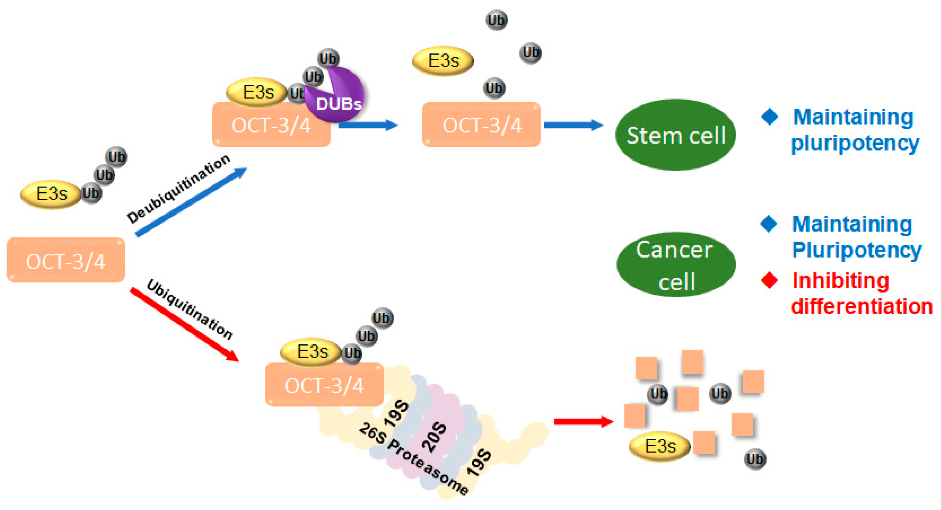 Cancers 12 00663 g001