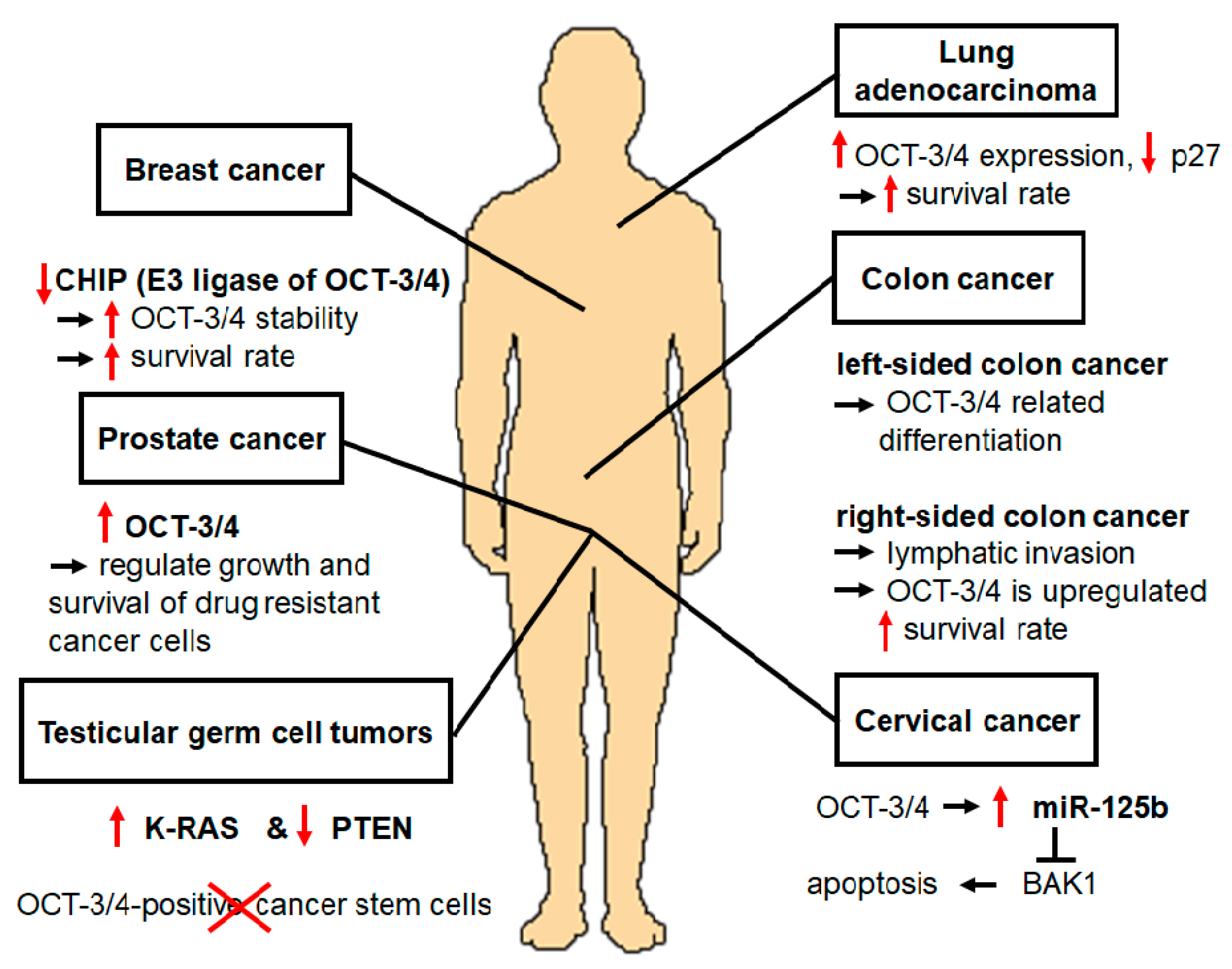 Cancers 12 00663 g003